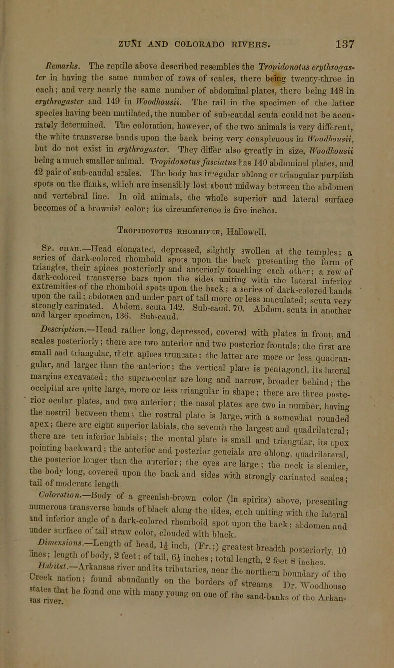 Remarks. The reptile abovo described resembles the Tropidonotus erythrogas- tcr in having the same number of rows of scales, there being twenty-three in each; and very nearly the same number of abdominal plates, there being 148 in erythrogaster and 149 in Woodhousii. The tail in the specimen of the latter species having been mutilated, the number of sub-caudal scuta could not be accu- rately determined. The coloration, however, of the two animals is very different, the white transverse bands upon the back being very conspicuous in Woodhousii, but do not exist in erythrogaster. They differ also greatly in size, Woodhousii being a much smaller animal. Tropidonotus fasciatus has 140 abdominal plates, and 42 paii of sub-caudal scales. The body has irregular oblong or triangular purplish spots on the flanks, which are insensibly lost about midway between the abdomen and vertebral line. In old animals, the whole superior and lateral surface becomes of a brownish color; its circumference is five inches. Tropidonotus rhombifer, Hallowell. Sp. char.—Head elongated, depressed, slightly swollen at the temples; a senes of dark-colored rhomboid spots upon the back presenting the form of triangles, their apices posteriorly and anteriorly touching each other; a row of dark-colored transverse bars upon the sides uniting with the lateral inferior extremities of the rhomboid spots upon the back; a series of dark-colored bands upon the tad; abdomen and under part of tail more or less maculated; scuta very strongly cannated. Abdom. scuta 142. Sub-caud. 70. Abdom. scuta in another and larger specimen, 136. Sub-caud. Description. Head rather long, depressed, covered with plates in front, and scales posteriorly; there are two anterior and two posteriorfrontals; the first are small and triangular, their apices truncate; the latter are more or less quadran- gular, and larger than the anterior; the vertical plate is pentagonal, its lateral margins excavated; the supra-ocular are long and narrow, broader behind; the occipital are quite large, more or less triangular in shape; there are three p'oste- • nor ocular plates, and two anterior; the nasal plates are two in number, having the nostril between them; the rostral plate is large, with a somewhat rounded apex; there are eight superior labials, the seventh the largest and quadrilateral• there are ten inferior labials; the mental plate is small and triangular, its apex pointing backward; the anterior and posterior geneials .are oblong, quadrilateral the posterior longer than the anterior; the eyes are large ; the neck is slender, he body long, covered upon the back and sides with strongly cannated scales; tail of moderate length. Coloration. Body of a greenish-brown color (in spirits) above, presenting numerous transverse bands of black along the sides, each uniting with the lateral and inferior angle of a dark-colored rhomboid spot upon the back; abdomen and under suiface of tail straw color, clouded with black. Dim,“»»--Len«th of head, Ij inch, (Fr. 0 , lrnc. ■ length «f body, 2 feet i of tall, 6J inches; total length, 2 « 8 inches o t nttwf f“T TT,1 ‘ril>“tiM' e boundary of the “‘7; r°“ml *b,,ful>' » fl» bonders of streams. Dr. Woodhouse Z river m“)' y°UB °“ °“ of 1110 ennd-banks of the Arknn-