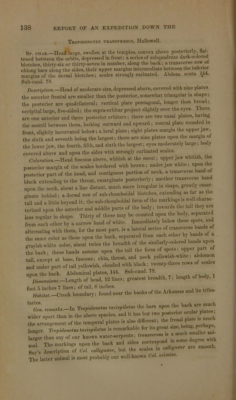 Tropidonotus TUAN'S versus, Hallowell. Sp. char—Heal largo, swollen at the temples, convex above posteriorly, flat- tened between the orbits, depressed in front; a series of subquadrate dark-colored blotches, thirty-six or thirty-seven in number, along the back; a transverse row ot oblong bars along the sides, their upper margins intermediate between the interior margins of the dorsal blotches; scales strongly carinated. Abdom. scuta 144. Sub-caud. 78. Description.—Head of moderate size, depressed above, covered with nine plates the anterior frontal are smaller than the posterior, somewhat triangular in shape; the posterior are quadrilateral; vertical plate pentagonal, longer than broad; occipital large, five-sided; the supra-orbitar project slightly over the eyes. There are one anterior and three posterior orbitars; there are two nasal plates, having the nostril between them, looking outward and upward ; rostral plate rounded in front, slightly incurvated below; a loral plate; eight plates margin the upper jaw, the sixth and seventh being the largest; there are nine plates upon the margin of the lower jaw, the fourth, fifth, and sixth the largest; eyes moderately large; body covered above and upon the sides with strongly carinated scales.. Coloration.—Head fuscous above, whitish at the snout; upper jaw whitish, the posterior margin of the scales bordered with brown; under jaw white; upon the posterior part of the head, and contiguous portion of neck, a transverse band ot black extending to the throat, emargiuate posteriorly; another transverse band upon the neck, about a line distant, much more irregular in shape, greatly emar- crinate behind; a dorsal row of sub-rhomboidal blotches, extending as tar as the tail and a little beyond it; the sub-rhomboidal form of the markings is well charac- terized upon the anterior and middle parts of the body; towards the tail they are less regular in shape. Thirty of these may be counted upon the body, separated from each other by a narrow band of white. Immediately below these spots and alternating with them, for the most part, is a lateral series of transverse bands of the same color as those upon the back, separated from each other by bands of a grayish-white color, about twice the breadth of the similarly-colored bands upon the'back; these bands assume upon the tail the form of spots; upper part of tail, except at base, fuscous; chin, throat, and neck yellowish-white; abdornc and under part of tail yellowish, clouded with black; twenty-three rows of scales upon the back. Abdominal plates, 144. Sub-caud. 78 , nfbodT i * Dimensions.—Length of head, 12 lines; greatest breadth, 7; length of body, foot 5 inches 7 lines; of tail, 6 inches. ., Habitat.—Creek boundary; found near the banks of the Arkansas and its tnbu ^ GVn. remarks.—In Tropidonotus taxispUotus the bars upon the back “ch wider apart than in the above species, and it has but two poster ocular pla^ the arrangement of the temporal plates is also different; the fren p g longer. Tropidonotus taxispUotus is remarkable for its great size, be Mfr P £ • JL than any of our known water-serpents; transversus is a much mrtto an J The markings upon the hack and sides correspond m some fogne wR Sav.s description of Col. caUigastcr, but the scales in cadaster are smooth. The latter animal is most probably our well-known Col. cumins.