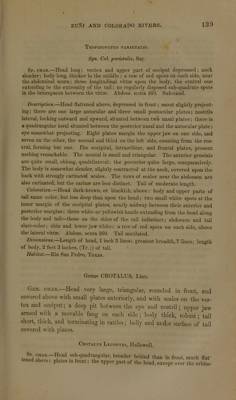Tropidonotus parietaus. Syn. Col. parictalis, Say. Sp. char.—Head long; vertex and upper part of occiput depressed; neck slender; body long, thicker in the middle ; a row of red spots on each side, near the abdominal scuta; three longitudinal vittse upon the body, the central one extending to the extremity of the tail; no regularly disposed sub-quadrate spots in the interspaces between the vittas. Abdom. scuta 16!). Sub-caud. Description.—Head flattened above, depressed in front; snout slightly project- ing ; there are one large antocular and three small postocular plates; nostrils lateral, looking outward and upward, situated between two nasal plates; there is a quadrangular loral situated between the posterior nasal and the antocular plate; eye somewhat projecting. Eight plates margin the upper jaw on one side, and seven on the other, the second and third on the left side, counting from the ros- tral, forming but one. The occipital, intraorbitar, and frontal plates, present nothing remarkable. The mental is small and triangular. The anterior geneials are quite small, oblong, quadrilateral; the posterior quite large, comparatively. The body is somewhat slender, slightly contracted at the neck, covered upon the back with strongly carinated scales. The rows of scales near the abdomen are also carinated, but the carinse are less distinct. Tail of moderate length. Coloration.—Head dark-brown, or blackish, above : body and upper parts of tail same color, but less deep than upon the head; two small white spots at the inner margin of the occipital plates, nearly midway between their anterior and posterior margins; three white or yellowish bauds extending from the head along the body and tail—those on the sides of the tail indistinct; abdomen and tail slate-color; chin and lower jaw white; a row of red spots on each side, above the lateral vittae. Abdom. scuta 160. Tail mutilated. Dimensions. Length of head, 1 inch 3 lines; greatest breadth, 7 lines; length of body, 2 feet 3 inches, (Tr.;) of tail. Habitat.—Kio San Pedro, Texas. Genus CROTALUS, Linn. Gen. char. Head very large, triangular, rounded in front, and covered above with small plates anteriorly, and with scales on the ver- tex and occiput; a deep pit between the eye and nostril ; upper jaw armed with a movable fang on each side ; body thick, robust; tail short, thick, and terminating in rattles; belly and under surface of tail covered with plates. Crotat.us Lecontei, Hallowell. Sp. char. teued above -Head sub-quadrangular, broader behind than in front, much flat' • plates in front; the upper part of the head, except over the orbits*