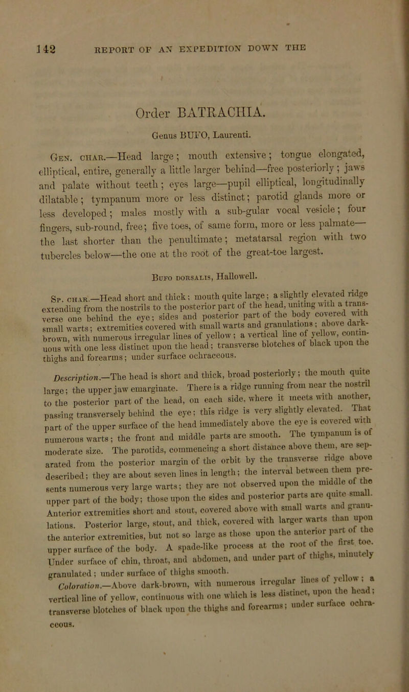 Order BATRACIIIA. Genus BUFO, Laurenti. Gen. ciiar.—Head large; mouth extensive; tongue elongated, elliptical, entire, generally a little larger behind—free posteriorly ; jaws and palate without teeth; eyes large—pupil elliptical, longitudinally dilatable; tympanum more or less distinct; parotid glands more or less developed; males mostly with a sub-gular vocal vesicle; four fingers, sub-round, free; five toes, of same form, more or less palmate— the last shorter than the penultimate; metatarsal region with two tubercles below—the one at the root of the great-toe largest. Bufo dorsalis, Hallowell. Sr. char.—Head short and thick; mouth quite large; a slightly elevated ridge extending from the nostrils to the posterior part of the head, uniting with a trans- verse one behind the eye; sides aud posterior part of the body coveted with small warts; extremities covered with small warts and granulations; above daik- brown, with numerous irregular lines of yellow; a vertical line of yellow, ™ntm- ucnis with one less distinct upon the head; transverse blotches of black upon the thighs and forearms; under surface ochraceous. Description.—The head is short and thick, broad posteriorly; the mouth quite large; the upper jaw emarginate. There is a ridge running from near the nostril to the posterior part of the head, on each side, where it meets with anot ier, passing transversely behind the eye; this ridge is very slightly elevated. That part of the upper surface of the head immediately above the eye is covered with numerous warts; the front and middle parts are smooth. The tympanum is of moderate size. The parotids, commencing a short distance above them, are sep- arated from the posterior margin of the orbit by the transverse ridge above described; they are about seven lines in length; the interval between them pre- sents numerous very large warts; they are not observed upon the middle of the upper part of the body; those upon the sides and posterior parts are quite small. Anterior extremities short and stout, covered above with small warts and Simu- lations. Posterior large, stout, and thick, covered with larger warts than upon the anterior extremities, but not so large as those upon the anterior par upper surface of the body. A spade-like process at the root o tic Under surface of chin, throat, and abdomen, aud under part of thighs, > granulated ; under surface of thighs smooth. .. Coloration.—Above dark-brown, with numerous irregular lim * o vertical line of yellow, continuous with one which is less distinct, upon u k. transverse blotches of black upon the thighs and forearms, un er su ace oc ceous.