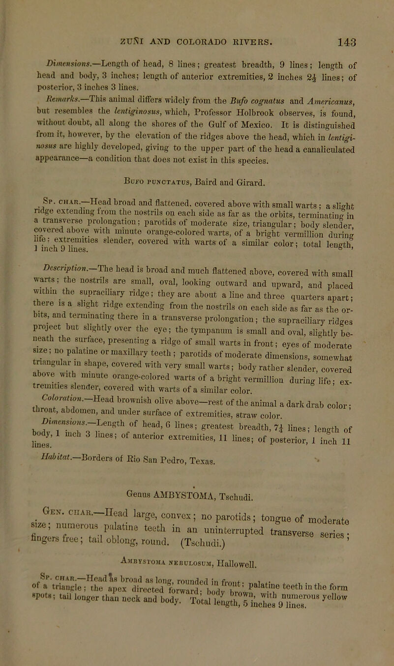 Dimensions.—Length of head, 8 lines; greatest breadth, 9 lines; length of head and body, 3 inches; length of anterior extremities, 2 inches lines; of posterior, 3 inches 3 lines. Remarks.—This animal differs widely from the Bufo cognatus and A meric amis, but resembles the lentiginosus, which, Professor Holbrook observes, is found, without doubt, all along the shores of the Gulf of Mexico. It is distinguished from it, however, by the elevation of the ridges above the head, which in lentigi- nosus are highly developed, giving to the upper part of the head a canaliculatod appearance a condition that does not exist in this species. Buro punctatus, Baird and Girard. . ,‘-p- char.—Head broad and flattened, covered above with small warts ; a slight ridge extending from the nostrils on each side as far as the orbits, terminating in a transverse prolongation; parotids of moderate size, triangular; body slender covered above with minute orange-colored warts, of a bright Vermillion during ] inch?lSf68 6 el'’ C0Vered with warts of a similar color; total length* Description. The head is broad and much flattened above, covered with small warts; the nostrils are small, oval, looking outward and upward, and placed within the supraciliary ridge; they are about a line and three quarters apart; there is a slight ridge extending from the nostrils on each side as far as the or- bits, and terminating there in a transverse prolongation; the supraciliary ridges project but slightly over the eye; the tympanum is small and oval, slightly be- neath the surface, presenting a ridge of small warts in front; eyes of moderate size; no palatine or maxillary teeth ; parotids of moderate dimensions, somewhat triangular in shape, covered with very small warts; body rather slender, covered above with minute orange-colored warts of a bright Vermillion during life- ex- tremities slender, covered with warts of a similar color. Co lo rat ion. Head brownish olive above-rest of the animal a dark drab color; throat, abdomen, and under surface of extremities, straw color Dimensions.—-Tjength of **«*«., greateat breadth, 7* tinea; length „f body, met, 3 line., of anterior eitremitiee, 11 tinea; »f posterior, I inch 11 Habitat. Borders of Bio San Pedro, Texas. Genus AMBYSTOMA, Tschudi. . GeN' CIIAR—Head large, convex; no parotids; tongue of moderat size; numerous palatine teeth in an uninterrupted transverse series fingers free; tail oblong, round. (Tschudi.) Ambystoma nebulosum, Hallowell. of a triangle patatinra teeth in the fern •pot.; tail lenger than neck and bod,. Total lengthXlhJSgKT