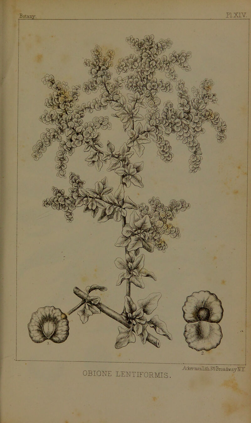 OBIONE LENT IF OR MIS