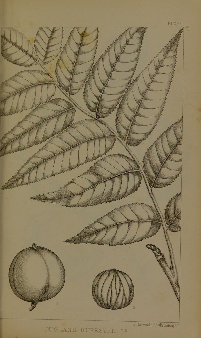 JUGLA.NS RUPESTRLS (3? Acker ma n Ll&379BroadwayMY