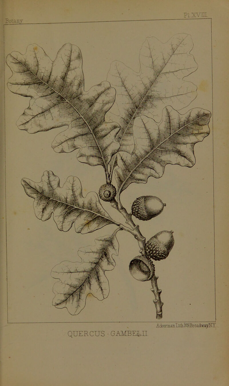 Botany pi.xvm Ackerman Lit!379BroadwayHT QUERCUS • GAMBEEH