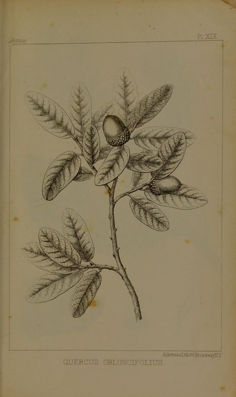 i • A±erma^itL379Broa(i'wajNY Q.UERCUS OBLOETCIFOL1TTS.