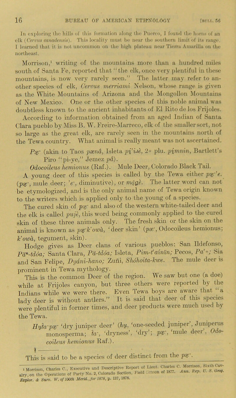 111 cxploriiif' iho IiUIh of iIiIh formal ion aIoii(' llio J’uorco, J fouml ili<- liorinj of an elk (Ceriuiti auKidensin). This localily iimsl he near the soiilherii limit of its raii('e. 1 learned that it is not. uiieommoii on the high plateau near Tierra Amarilla on the northeast. Morrison/ writing of tho inountuins more than a hundred miles south of Santa Fe, reported that “tlie elk, once very jtlentiful in these mountains, is now very rarel}^ seen.” The latter may refer to an- other species of elk, Cermis merriami Nelson, whose range is given as the Wliite Mountains of Arizona and the Mongollon Mountains of New Mexico. One or the other species of this noble animal was doubtless known to the ancient inhabitants of El Rito de los Frijoles. According to information obtained from an aged Indian of Santa Clara pueblo by Miss B.. W. Frehe-iMarreco, elk of the smaller sort, not so large as the great ellv, are rarely seen in the mountains north of the Tewa country. What animal is really meant was not ascertained. P^- (aldn to Taos psend, Isleta pi’ue, 2+ plu. pimnin, Bartlett’s Biro pi-ye,” Jemez pd). Odocoileus hemionus (Raf.). Mule Deer, Colorado Black Tail. A young deer of this species is called by the Tewa either px'’e. {p^'t mule deer; ’e', dhnmutive), or m4g.e. The latter word can not be etymologized, and is the only anunal name of Tewa origin known to the writers which is apphed only to the young of a species. The cured skm of p^' and also of the western white-tailed deer and the elk is called puje, this word being commonly apphed to the cured skm of these three animals only. The fresh skin or the skin on the animal is known as ps^'k'owd, ‘deer skin’ {pse', Odocoileus hemionus; Vowd, tegument, skin). Hodge gives as Deer clans of various pueblos: San Ildefonso, Pa^-tdda; Santa Clara, Pd-tdda; Isleta, Pim-t’ainm; Pecos, Pa’+; Sia and San Felipe, Dydni-Jiano; Zuni, STiohoita^kwe. The mule deer is prominent in Tewa mythology. This is the common Deer of the region. We saw but one (a doe) while at Frijoles canyon, but three others were reported by the Indians while we were there. Even Tewa boys are aware that “a lady deer is without antlers.” It is said that deer of this species were plentiful in former times, and deer products were much used by the Tewa. Hyh-pse- ‘dry juniper deer’ (hy, ‘one-seeded juniper’, Jumperus monosperma; to', ‘dryness’, ‘dry’; p^', ‘mule deer’. Odo- coileus hemionus Raf.). 1 This is said to be a species of deer distinct from the pse- . 1 Morrison, Charles C., Executive and De,scriptivc Report of Lieut. Charte airy, on the Operations of Party No. 2, Colorado Section. Field ;.cason of IS,.. EiplOT. Se SUTV. W. of 100th Merid.Jor 1878, p. 137, 1878. C. Morrison. Sixth Cav- Ann, Ftp, U, S. Grog.