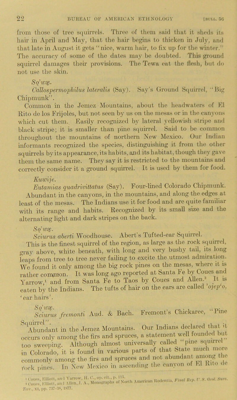 from those of tree scjuirrels. Tliree of lliem said tliat it sheds its hair in April and May, that the hair bc^f^ins to thicken in July, and that late in Ang>ist it gets “ nice, warm hair, to fix up for the wdnter. The accuracy of some of the dates may he doubted. This ground squirrel damages their provisions. The Tewa eat the flesh, but do not use the skin. Callosperinopliilus laUralis (Say). Say’s (iround Scpiinel, Big Chipmunk”. Common in the Jemez Mountains, about the headwateis of El llito de los Fiijoles, but not seen by us on the mesas or in the canyons which cut them. Easily recognized by lateral y('UowLsh stripe and black stripe; it is smaller than pine sciuirrel. Said to be common tlnonghout the mountains of northern New Mexico. Our Indian uiformants recognized the species, distinguLshmg it from the other squirrels by its appeai’ance, its habits, and its habitat, though they gave them the same name. They say it is restricted to the mountains and correctly consider it a ground squiiTel. It is used by them for food. Kuwije. Eutamias quadrivittatus (Say). Four-lined Colorado Chipmunk. Abundant in the canyons, in the mountains, and along the edges at least of the mesas. The Indians use it for food and are quite familiar with its range and habits. Recognized by its small size and the alternating light and dark stripes on the back. So’wse. Sciuvus O/bevti Woodhouse. Abert s Tufted-ear Scjuiiiel. This is the finest squirrel of the region, as large as the rock squirrel, gray above, white beneath, ^vith long and very bushy tad, its long feaps from tree to tree never failing to excite the utmost admiration. We found it only among the big rock pines on the mesas, where it is rather comflnon. It was long ago reported at Santa Fe by Coues and Yarrow ^ and from Santa Fe to Taos by Coues and AUen. It is eaten by the Indians. The tufts of hair on the ears are called 'o]ep‘o. Sq’w^. ear hairs ’. rock pines. In New Mexico in ascending llodomi.i. Final Rip- V- R- Xi/rr.