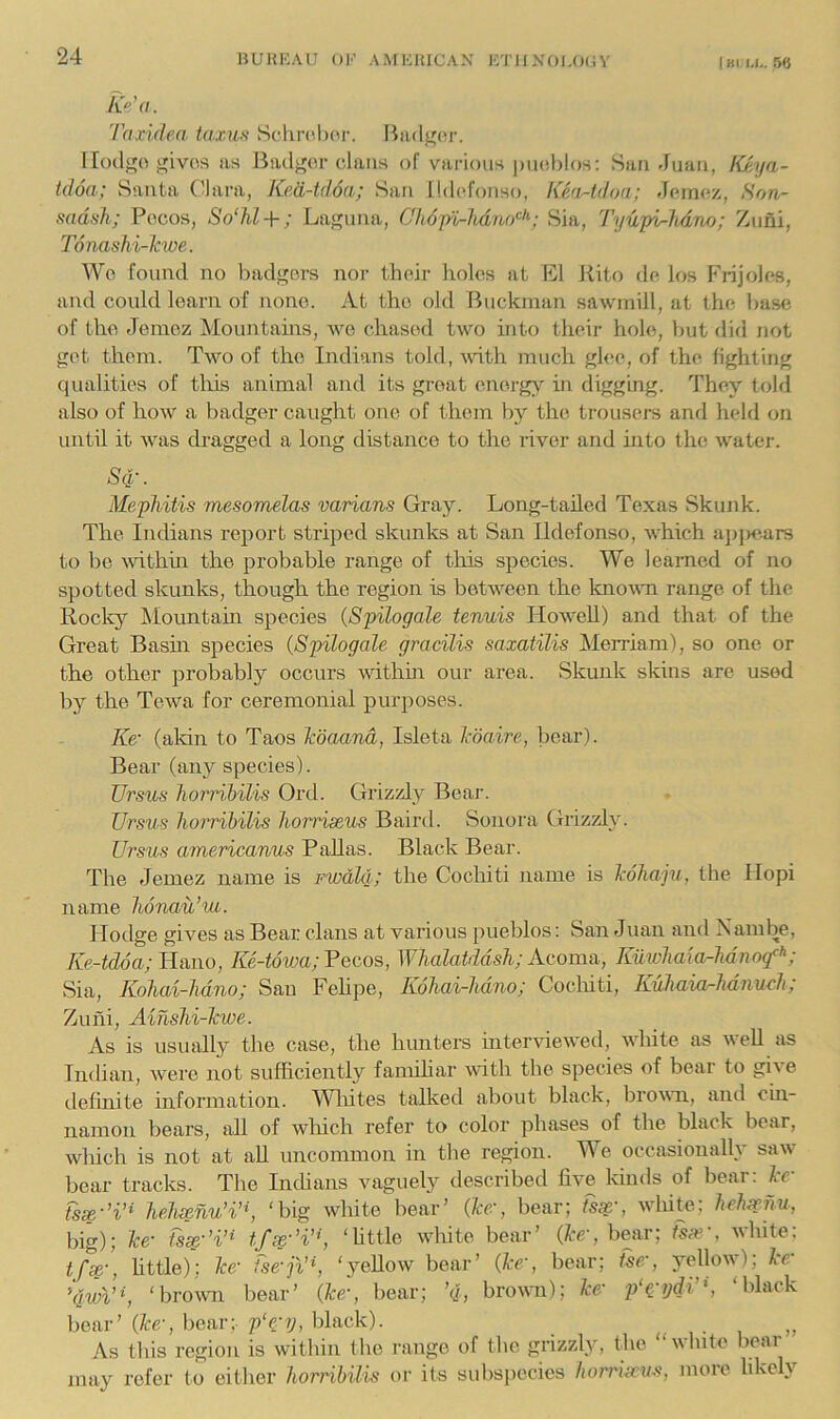 I HI 1,1,. Taxidea taxm Sclii-('l)('i\ 1 loilj^o givos as Badger clans of various pueblos; San Juan, f{eija- tdoa; Santa Clara, Ked-tdoa; San lldcfonso, Keri-tdoa; Jemez, Hon- sadsh; Pocos, So‘M + ; La<?una, C'h6p''tr-hdno‘^'‘; Sia, 7'yupi-Mno; Zuni, Toiiashi-Tcwe. Wo found no badgers nor thoir liolos at El llito do los Fiijolos, and could learn of none. At the old Buckman sawmill, at the base of the Jemoz Mountains, we chased two into their hole, but did not got them. Two of the Indians told, \vith much glee, of the fighting qualities of this animal and its great energ>’' in digging. They told also of how a badger caught one of them by the trousei-s and held on until it was dragged a long distance to the river and into the water. Sq,' ■ Mephitis mesomelas varians Gray. Long-tailed Te.xas Skunk. The Indians report striped skunks at San Ildefonso, which aj)jK*.ars to be mthhx the probable range of this species. We learned of no spotted skunks, though the region is between the knovm range of the Rocky Moimtam species (Spilogale tenuis Howell) and that of the Great Basm species {Spilogale gracilis saxatilis Merriam), so one or the other probably occurs withm our area. Skunk skins are used by the Tewa for ceremonial purposes. Ke' (aldn to Taos Icdaand, Isleta hdaire, bear). Bear (any species). Ursus horribilis Ord. Grizzly Bear. JJrsus horribilis horriscus Bairil. Sonora Grizzly. Ursihs americanus Pallas. Black Bear. The Jemez name is FWdU; the Cocliiti name is Jeohaju, the Hopi name honau’m. Hodge gives as Bear clans at various pueblos; San Juan and Ram be, Ke-tdoa; lUno, Ke-towa; 7ecos, Whalatddsh; Acoma, Kuivhaia-hdnog^f‘; Sia, Kohai-hdno; San Fehpe, Iwhai-hdno; Coclxiti, Kuliaior-hdiiurJt; Zuni, Ainshi-kwe. As is usually the case, the hunters interviewed, wlxite as well as Indian, were not sufficiently famihar with the species of bear to give definite information. Wlxites talked about black, brown, aiul cin- namon bears, all of wliich refer to color phases of the black bear, wliich is not at all uncommon in the region. We occasionally saw bear tracks. The In chans vaguely described five Idnds of bear: kc ts^'’i’^ helixenu’i’% ‘big white bear’ (ke', bear; ts^', wliite, helarnu, big); ke- tsse-'i’^ tfs^-’i’^, ‘httle white bear’ {ke-, bear; fsx-, white; tf^-, httle); ke- fse-jV\ ‘yellow bear’ {ke-, bear; fse:, yellow); ke- ’’qvn’^, ‘broevn bear’ {ke-, bear; ’q, browm); ke- p‘^'gdi^, black bear’ {ke-, bear; p'e-y, black). As this region is within the range of the grizzly, the “white bear may refer to either horribilis or its subspecies horri^us, more likely