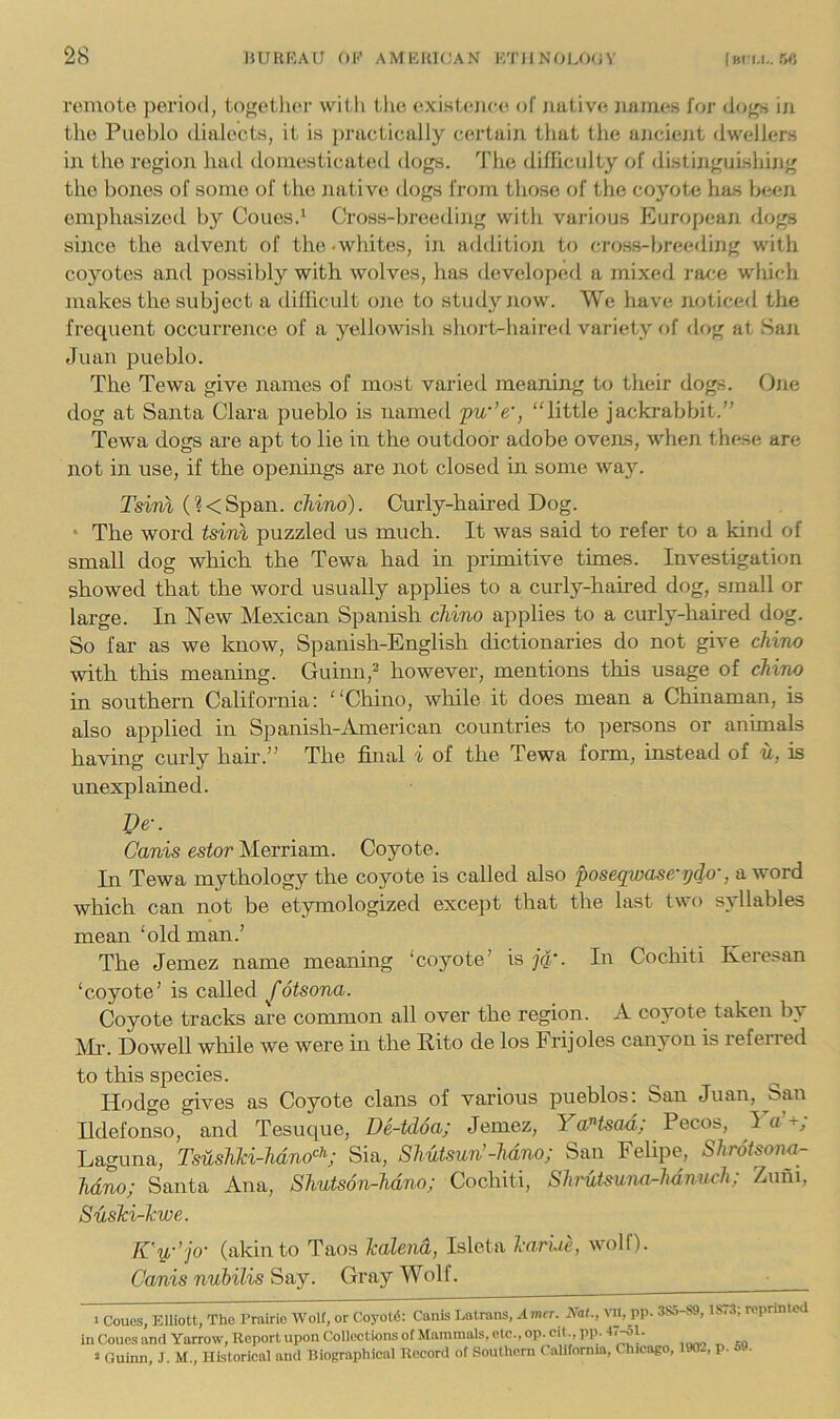 remote period, togetlier witli the existejiee of native names for dogs in the Pueblo dialects, it is jnaictically certain that tlie ancient dwellers in the region had domesticated dogs. The difliculty of distinguLshing the bones of some of the native dogs from those of the coyote has been emphasized by Coues.^ Cross-breeding with various European dogs since the advent of the .wliites, in additioji to cross-ljreeding with coyotes and possibly with wolves, lias developed a mixed race which makes the subject a difficult one to study now. We have noticed the frequent occurrence of a yellowish short-haired variety of dog at San Juan pueblo. The Tewa give names of most varied meaning to their dogs. One dog at Santa Clara pueblo is named pw’e', “little jackrabbit.” Tewa dogs are apt to lie in the outdoor adobe ovens, when these are not in use, if the openings are not closed in some way. Tsinl (?<Span. chino). Curly-haired Dog. ‘ The word tsini puzzled us much. It was said to refer to a kind of small dog which the Tewa had in primitive times. Investigation showed that the word usually applies to a curly-haired dog, small or large. In New Mexican Spanish chino applies to a curly-haired dog. So far as we know, Spanish-English dictionaries do not give chino with this meaning. Guimi,^ however, mentions this usage of chino in southern California: “Chino, while it does mean a Chinaman, is also applied in Spanish-American countries to ])ersons or animals having curly hair.” The final i of the Tewa form, instead of u, is unexplained. Be-. Canis estor Merriam. Coyote. In Tewa mythology the coyote is called also poseqwase-ydo', award which can not be etymologized except that the last two syllables mean ‘old man.’ The Jemez name meaning ‘coyote’ is jq,'. In Cochiti Keresan ‘coyote’ is called fotsona. Coyote tracks are common all over the region. A coyote taken by All’. Dowell while we were in the Rito de los Frijoles canyon is referred to this species. Hodge gives as Coyote clans of various pueblos: San Juan, San Ildefonso, and Tesuque, De-tdoa; Jemez, Pecos, IV+; Laguna, TsushM-hdno<^\- Sia, Shutsun’-hdno; San Felipe, Shrotsono- hdno; Santa Ana, Shutson-hdno; Cochiti, Shrutsum^hdnuch; Zuni, Sushi-hwe. rCu-’jo- (akin to Taos kalend, Isleta l-arlie, wolf). Canis nubilis Say. Gray Wolf. 1 Couos, Elliott, The Crairio Wolf, or Coyotd: Canis Latrans, Xmrr. ^al., vn, pp. 3S5-S9,1S..3, rcpnntod in Cones and Yarrow, Report upon Collections ot Mammals, etc., op. oil ., pp. 4,^1. 2 Guinn, J. M., Historical and Biographical Record of Southern California, Chicago, ., p.