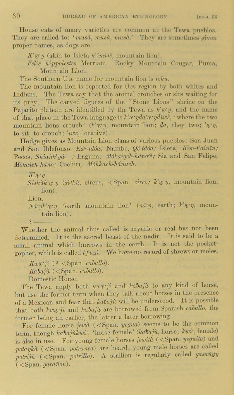 IIouso cats of many varictit's iirti common at tin; Tewa ])ueblos. They ai'O called to: ‘musa, musa, mum.’ They are sometimes given pro])er names, as dogs are. K'le.'ij (akin to Meta Ic'imUe, mountain lion). Felis hippolcstes Alerriam. Jloeky Mountain Cougar, Puma, ^fountain Lion. The Southern Ute name for mountain lion is tohu. The mountain lion is I’eported for tliis region by both whites and Indians. The Tewa say that the animal ci’ouches or sits waiting f<5r its prey. The carved figures of the “Stone Lions” shrine on the Pajarito plateau are identified by the Tewa as ¥se‘y, and the name of that place in the Tewa language is Ic’x'yda’sp/pdlwe, ‘where the two mountain lions crouch’ (k’se'y, mountain lion; da, they two; ’x/p, to sit, to crouch; ’iwe, locative). Hodge gives as Mountam Lion clans of various pueblos: San Juan and San Ildefonso, KiF-tdoa; Nambe, Qe-tdoa; Isleta, Kim-t’aimn; Pecos, Shian¥yd +; Laguna, MoTcaiqcTi-Mno”^; Sia and San Felipe, Mokaich-hdno; Co chit i, MoTikach-lidnuch. K'x'p. SuTcuk'se/p {suku, cficus, <Span. circo; k'x'p, mountain hon, lion). Lion. 'earth mountain lion’ (jid‘p, earth; k’^'p, moun- tain lion). ? Whether the animal thus called is mythic or real has not been determined. It is the sacred beast of the nadir. It is said to be a small animal which burrows in the earth. It is not the pocket- gopher, wliich is called t f uq\. We have no record of shrews or moles. Kwx’ji (? <Span. ca&aZZo). Kaiaju (<Span. caballo). Domestic Hoi-se. The Tewa apply both kwse'ji and k&baju to an}^ land of horse, but use the former term when they talk about horses in the presence of a Mexican and fear that kalaju will be understood. It is possible that both kwse'ji and kaiajil are borrowed from Spanish cahaUo, the former bemg an earlier, the latter a later borrowing. For female horse jewd (<Si)an. yegua) seems to be the common term, though kaiajiikwi', ‘horse female’ {kaiaju, horse; hwi , female) is also in use. For young female horses jewitd ( <Span. yeguita) and potapkd (<Span. potranca) are heard; young male horses are called potrlju (<Span. potrillo). A stalhon is regularly called gauany,p (< Span, garanon).