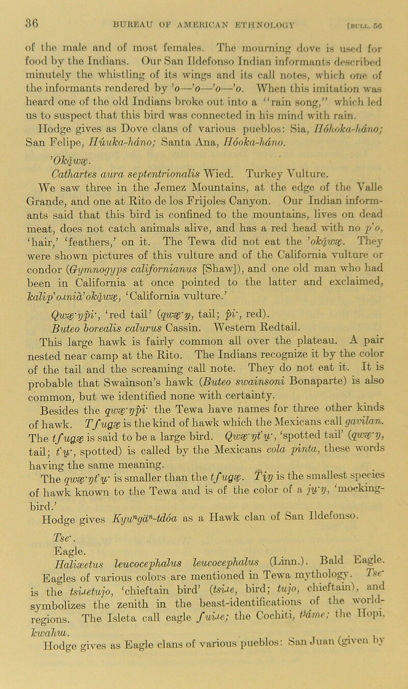 3fi of the male and of most females. Tlie mourninff dove is used for footl by the Indians. Our San Ildefonso Indian informants deseriberl minutely the whistling of its wings and its call notes, which one of the informants rendered by ’o—’o—’o—’o. When this imitation was heard one of the old Indians broke out into a rain song,” which led ns to suspect that this bird was connected in his mind with rain. Hodge gives as Dove clans of various pueblos: Sia, IIohohi-lidrM; San Felipe, TIuuJca-hdno; Santa Ana, IlooTca-hdno. ’Olcqws^. Cathartes aura septentrionalis Wied. Turkey Vulture. We saw thi-ee in the Jemez Mountains, at the edge of the Valle Grande, and one at Rito de los Frijoles Canyon. Our Indian inform- ants said that this bird is confined to the mountains, lives on dead meat, does not catch animals alive, and has a red head with no p'o, ‘hair,’ ‘feathers,’ on it. The Tewa did not eat the ’okdvj^. They were shovm pictures of this vulture and of the California vulture or condor {Qymnogyps californianus [Shaw]), and one old man who had been in California at once pointed to the latter and exclaimed, kalip'odnia’olcQW^, ‘California vulture.’ Qwse'ypi', ‘red tah.’ {qws^'y, tad; pi', red). Buteo iorealis calurus Cassin. Western Redtail. This large hawk is fairly common aU over the plateau. A pair nested near camp at the Rito. The Indians recognize it by the color of the tail and the screaming call note. They do not eat it. It is probable that Swainson’s hawk {Buteo swainsoni Bonaparte) is also common, but we identified none with certainty. Besides the gwse'ypi' the Tewa have names for thi’ee other kiuds of hawk. Tfugse, is the kind of hawk which the Mexicans call gavilan. The tf ug.se is said to be a large bird. Qwse'yt u', ‘spotted tail (gw® 7j, tail; t'y,-, spotted) is called by the Mexicans cola pinta, these words having the same meaning. The is smaller than the tfugse. T\v is the smallest species of hawk known to the Tewa and is of the color of a jy, y, mocking- bird.’ Hodge gives Kyu^ga'^-tdoa as a Hawk clan of San Ildefonso. Tse'. Eagle. Haliseetus leucocepTialus leucocephalus (Lmn.). Bald Eagle. Eagles of various colors are mentioned m Tewa mythology. Tse’ is the tsiietujo, ‘chieftain bird’ {tsiie, bird; tujo, ohieftam), and symbolizes the zenith in the beast-identifications of the world- regions. The Isleta call eagle f uiie; the Cochiti, Pdine; the Ho])i, kwahvi. , I / • 1 - Hodge gives as Eagle clans of various pueblos: San Juan (given l\v