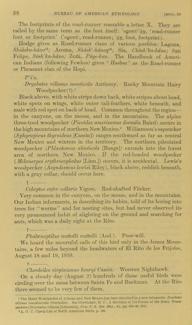 Tho footprints of the. roml-nimici- n^scmble a letter X. They are called the same term as th(^ foot itself; ’ogowv’<ly, 'road-runner foot or footiirint' {’ogowr, road-runner; ’4y, foot, footprmt). Hodge gives as Road-iamner clans of various pueblos: Laguna, Shidska-hdno'^’^; Acoma, Shdfilc’-hdnoq^-'^; Sia, Chdsh'ka^hdm; San Felipe, Sdsli'Tca-hdno; Zufii, P6ye-lcv)e. The Handbook of Ameri- can Indians (following Fewkes) gives “ Iloshoa” as the Road-runner or Pheasant clan of the Ho[)i. P'i’o. Dryohates villosus monticola Anthony. Rocky Mountain Hairj' Woodpecker (?).‘ Black above, with white stripe down back, white stripes about head, white spots on wings, white outer tail-feathers, white beneath, and male with red spot on back of head. Common throughout the region— in the canyons, on the mesas, and in the mountains. The alpine three-toed woodpecker (Picoides americanus dorsalis Baird) occurs in the liigh mountains of northern New Mexico ? Williamson’s sapsucker {S'phyrajncus thyroideus [Cassin]) ranges southward as far as central New Mexico and winters in the territory. The northern pdeolated woodjiecker {Phloeotomus abieticola [Bangs]) extends into the forest area of northern New Mexico. If the red-headed woodpecker {Melanerpes erythrocephalus [Linn.]) occurs, it is accidental. Lewis’s woodpecker (Asyndesmus lewisi Rdey), black above, reddish beneath, with a gray collar, should occur here. I Colaptes cafer collaris Vigors. Red-shafted Flicker. Verv common in the canyons, on the mesas, and in the mountains. Our Indian informants, in describing its habits, told of its boring into trees for worms” and for nestmg sites, but had never observed its very pronounced habit of alighting on the ground and searching for ants, which was a daily sight at the Rito. ? PTialsenoptilus nuUalli nuttalli (And.). Poor-will. We heard the mournful calls of this bird only in the Jemez Moun- tains, a few miles bejmnd the headwaters of El Rito de los Frijoles, August 18 and 19, 1910. <1 . Chordeiles virginianus Tienryi Cass’m. Western Nighthawk. On a cloudy day (August 2) hundreds of these useful birds wore circling over the mesa betw'een Santa Fe and Buckman. At the Rito there seemed to be veiy few of them. > The Hairy Woodpecker of Arizona and New Mexico has l)oen descri lx>d as a new subspecies: Dryohatt^ villosus IcucothoTcctis Oberholser. See Oberliolscr, II. C., A Revision of the Forms of the Hairy Vood- Iieckcrs (Dryobates villosus [Linnmus]), Proc. U. S. Kat. Mm., XL, pp. fiftS-09, 1911, » A. 0- U. Check-List of North American Birds, p. 190.
