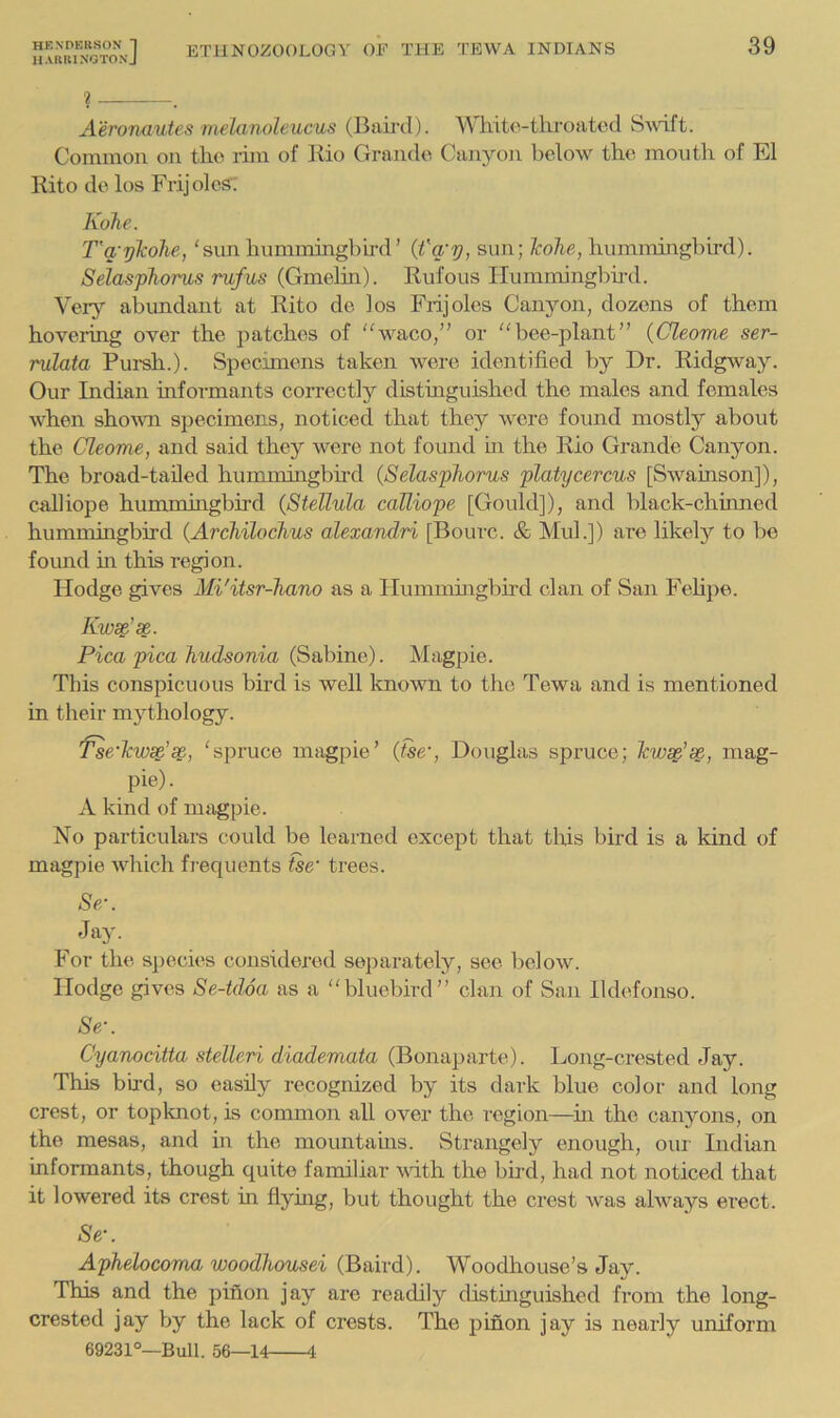 H AKIvl >0 ll.)> J 39 Aeronautes melanoleucus (Baird). Whito-throatcd SAvift. Common on the rim of Kio Grande Canyon below the mouth of El Rito de los Frijolcst Kohe. T'q yTcohe, 'sun hummingbhd’ {t'q'y, sun; Tcohe, hummingbird). Sdasfhorus rufus (Gmelin). Rufous Ilummingbh-d. Very abundant at Rito de los Frijoles Canyon, dozens of them hovering over the patches of waco,” or bee-plant” {Cleome ser- rulata Pursh.). Specimens taken were identified by Dr. Ridgway. Our Indian informants correctly distinguished the males and females when shovm specimens, noticed that they were found mostly about the Cleome, and said they were not found m the Rio Grande Canyon. The broad-tailed hummingbh-d {SelaspJiorus platycercus [Swainson]), calliope hummingbird {Stellula calliope [Gould]), and black-chinned hummingbird {Archilochus alexandri [Bourc. & Mul.]) ai-e likely to be found m this region. Hodge gives Ali'itsr-hano as a Ilummmgbird clan of San Fehpe. Kws^'se. Pica pica hudsonia (Sabine). Magpie. This conspicuous bird is well known to the Tewa and is mentioned in their mythology. Tse'Tcws^'s^, 'spruce magpie’ {the’, Douglas spruce; Tcwsgla^, mag- pie). A kind of magpie. No particulars could be learned except that tliis bird is a kind of magpie Avhich frequents Vse' trees. Jay. For the species considered separately, see below. Ilodge gives Se-tdoa as a bluebird” clan of San lldefonso. 8e\ Cyanocitta stelleri diademata (Bonaparte). Long-crested Jay. This bhd, so easily recognized by its dark blue color and long crest, or topknot, is common all over the ingion—in the canyons, on the mesas, and in the mountams. Strangely enough, oui' Indian informants, though quite familiar vith the bird, had not noticed that it lowered its crest in flying, but thought the crest was always erect. Se\ Aphelocoma woodhousei (Baird). Woodhouse’s Jay. This and the pinon jay are readily distmguished from the long- crested jay by the lack of crests. The pinon jay is nearly uniform 69231°—Bull. 56—14 4