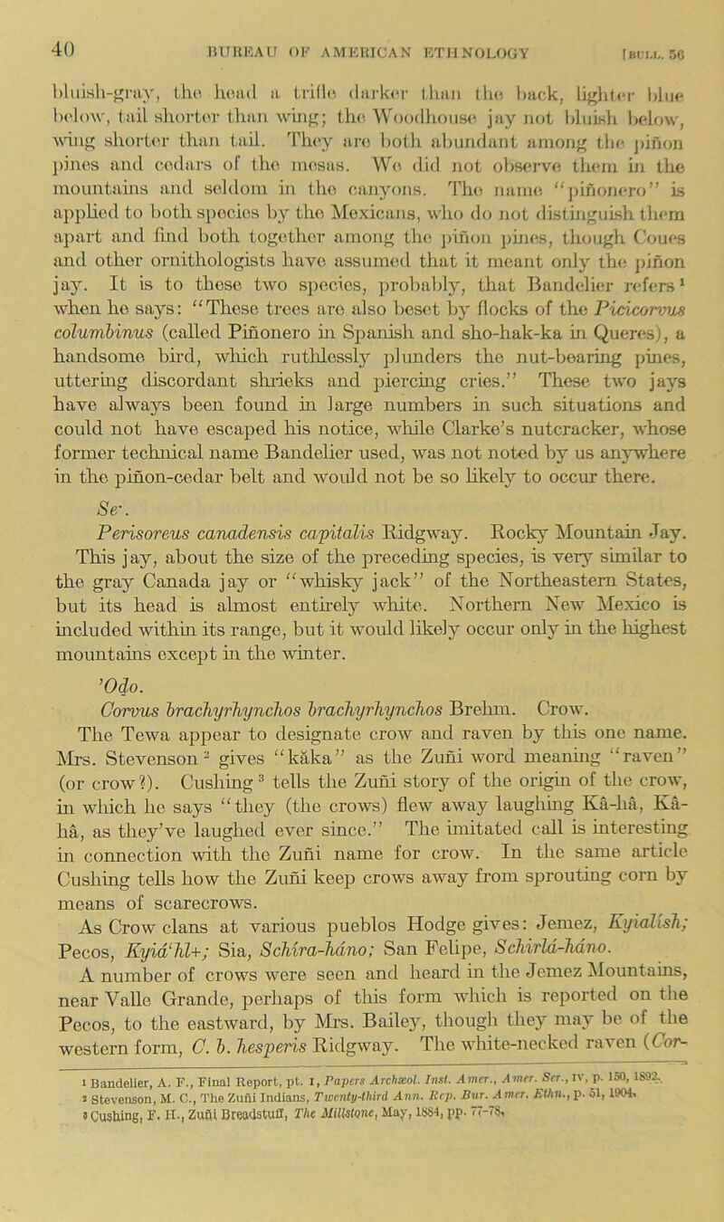 hluish-f^niy, thu lu^ad a trillc, dark«‘r Uiaii tho l)uck, lif'hlcr I»1ik^ lu'lmv, (ail shorter tlian whig; the. Woo(llious<‘, jay not Iduish below, Aviu^ short<M- than tail. They ai-o both abundant among the j)jfion j)ines and cedars of tlui nuisas. W<< did not observe them in the mountains and seldom in the cajiyons. d'he nanus “])ifionero” is applied to both species by tho Mexicans, who do Jiot distinguish them apart and fmd both together among the jsinon pines, tlujugh Coues and other ornithologists have assumed that it meant only tins jsinon jay. It is to those two species, probably, that Bandolier refers* when he says; “These trees are also beset by flocks of the Pidcormis columbinus (called Pinonero in Spanish and sho-hak-ka in Queresj, a handsome bird, wliich ruthlessly plunders tho nut-bearing pines, uttermg discordant shi-ieks and piercing cries.” These two jays have always been found m large numbers in such situations and could not have escaped his notice, while Clarke’s nutcracker, whose former technical name Bandelier used, was not noted by us anj’where in the pinon-cedar belt and would not be so likely to occur there. 8e\ Perisoreus canadensis capitalis Ridgway. Rocky Mountain Jay. This jay, about the size of the preceding species, is ver}^ similar to the gray Canada jay or “whisky jack” of the Northeastern States, but its head is almost entirely white. Northern New Mexico is hicluded within its range, but it would likely occur only in the highest mountains except m the winter. ’Odo. Corvus brachyrhynchos brachyrhynchos Brehm. Crow. The Tewa appear to designate crow and raven by this one name, klrs. Stevenson 2 gives “kaka” as the Zuni word meaning “raven” (or crow?). Cushing ^ tells the Zuni story of the orighi of the crow, in which he says “they (the crows) flew away laughing Ka-ha, Ka- ha, as they’ve laughed ever since.” The imitated call is interesting in connection with the Zuni name for crow. In the same article Cushing tells how the Zuni keep crows away from sprouting corn by means of scarecrows. As Crow clans at various pueblos Hodge gives: Jemez, Eyialisb; Pecos, Kyid‘U+; Sia, ScUra-Mno; San Felipe, ScUrld-Mno. A number of crows were seen and heard in the Jemez ^lountams, near Valle Grande, perhaps of this form which is reported on the Pecos, to the eastward, by Mrs. Bailey, though they may be of the western form, C. b. liesperis Ridgway. The white-necked raven (Cor- 1 Bandelier, A. F., Final Report, pt. l, Papers Archaol. Inst. Amcr., Amer. Srr., iv, p. 150,1S92., 2 Stevenson, M. C., The Zuni Indians, Twenty-third Ann. Rep. Bur. Amer. Ethn., p. 51, 1904. sCustiing, F. H., Zufli Breadstuff, The MillstQnc, May, 18S4, pp. 77-7S.