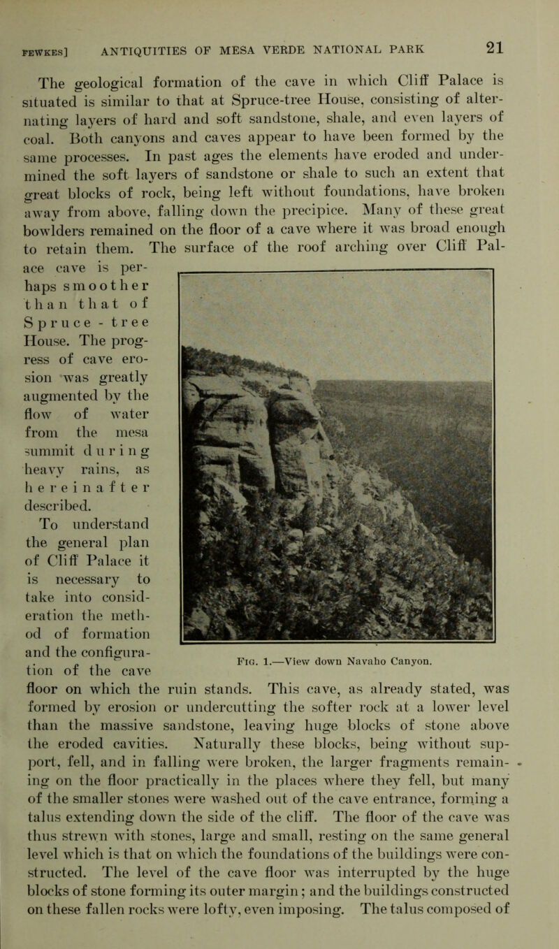 21 The geological formation of the cave in which Cliff Palace is situated is similar to that at Spruce-tree House, consisting of alter- nating layers of hard and soft sandstone, shale, and even layers of coal. Both canyons and caves appear to have been formed by the same processes. In past ages the elements have eroded and under- mined the soft layers of sandstone or shale to such an extent that great blocks of rock, being left without foundations, have broken away from above, falling down the precipice. Many of these great bowlders remained on the floor of a cave where it was broad enough to retain them. The surface of the roof arching over Clifl' Pal- ace cave is per- haps smoother than that of Spruce - tree House. The prog- ress of cave ero- sion was greatly augmented by the flow of water from the mesa summit during heavy rains, as hereinafter described. To understand the general plan of Cliff Palace it is necessary to take into consid- eration the meth- od of formation and the configura- tion of the cave floor on which the ruin stands. This cave, as already stated, was formed by erosion or undercutting the softer rock at a lower level than the massive sandstone, leaving huge blocks of stone above the eroded cavities. Naturally these blocks, being without sup- port, fell, and in falling were broken, the larger fragments remain- ing on the floor practically in the places where they fell, but many of the smaller stones were washed out of the cave entrance, forining a talus extending down the side of the cliff. The floor of the cave was thus strewn with stones, large and small, resting on the same general level which is that on which the foundations of the buildings were con- structed. The level of the cave floor was interrupted by the huge blocks of stone forming its outer margin; and the buildings constructed on these fallen rocks were lofty, even imposing. The talus composed of
