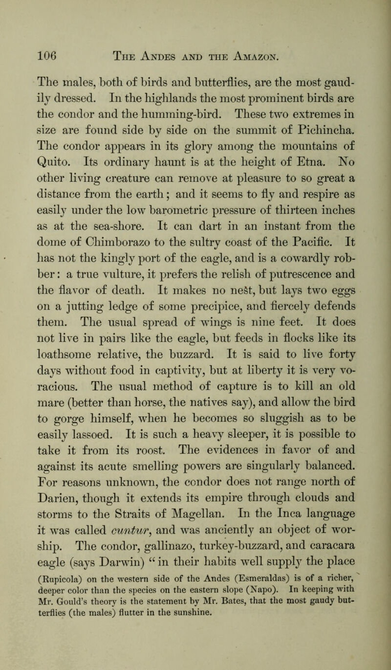 The males, both of birds and butterflies, are the most gaud- ily dressed. In the highlands the most prominent birds are the condor and the humming-bird. These two extremes in size are found side by side on the summit of Pichincha. The condor appears in its glory among the mountains of Quito. Its ordinary haunt is at the height of Etna. No other living creature can remove at pleasure to so great a distance from the earth; and it seems to fly and respire as easily under the low barometric pressure of thirteen inches as at the sea-shore. It can dart in an instant from the dome of Chimborazo to the sultry coast of the Pacific. It has not the kingly port of the eagle, and is a cowardly rob- ber : a true vulture, it prefers the relish of putrescence and the flavor of death. It makes no ne§t, but lays two eggs on a jutting ledge of some precipice, and fiercely defends them. The usual spread of wings is nine feet. It does not live in pairs like the eagle, but feeds in flocks like its loathsome relative, the buzzard. It is said to live forty days without food in captivity, but at liberty it is very vo- racious. The usual method of capture is to kill an old mare (better than horse, the natives say), and allow the bird to gorge himself, when he becomes so sluggish as to be easily lassoed. It is such a heavy sleeper, it is possible to take it from its roost. The evidences in favor of and against its acute smelling powers are singularly balanced. For reasons unknown, the condor does not range north of Darien, though it extends its empire through clouds and storms to the Straits of Magellan. In the Inca language it was called cuntur^ and was anciently an object of wor- ship. The condor, gallinazo, turkey-buzzard, and caracara eagle (says Darwin) in their habits well supply the place (Rupicola) on the western side of the Andes (Esmeraldas) is of a richer, deeper color than the species on the eastern slope (Napo). In keeping with. Mr, Gould’s theory is the statement by Mr. Bates, that the most gaudy but- terflies (the males) flutter in the sunshine.