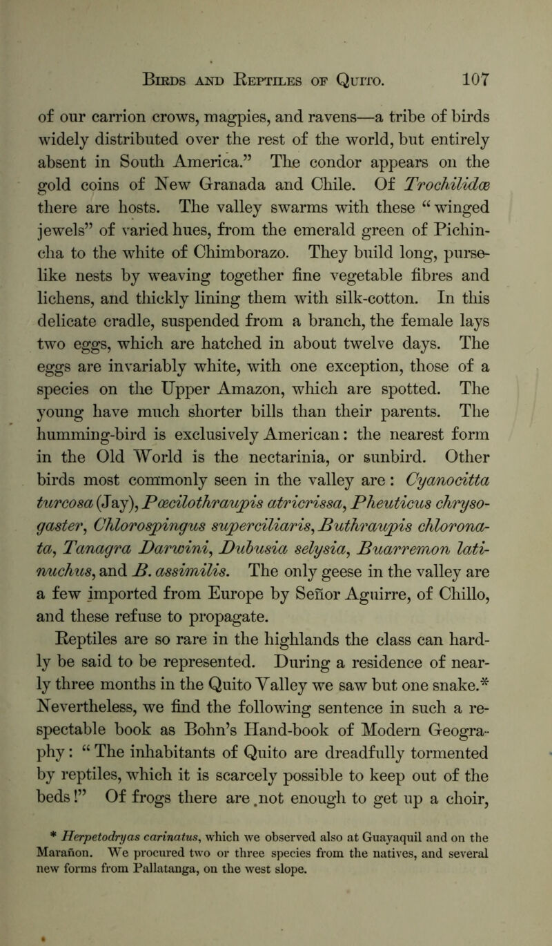 of our carrion crows, magpies, and ravens—a tribe of birds widely distributed over the rest of the world, but entirely absent in South America.” The condor appears on the gold coins of New Granada and Chile. Of Trochilidce there are hosts. The valley swarms with these “winged jewels” of varied hues, from the emerald green of Pichin- cha to the white of Chimborazo. They build long, purse- like nests by weaving together fine vegetable fibres and lichens, and thickly lining them with silk-cotton. In this delicate cradle, suspended from a branch, the female lays two eggs, which are hatched in about twelve days. The eggs are invariably white, with one exception, those of a species on the Upper Amazon, which are spotted. The young have much shorter bills than their parents. The humming-bird is exclusively American: the nearest form in the Old World is the nectarinia, or sunbird. Other birds most commonly seen in the valley are: Cyanodtta turcosa (Jay), Pmcilothraujpis atricrissa, Pheuticus chryso- yaster^ OliloTOSjpinyus superciliaris^ Buthrauj>is chlorona- ta^ Tanagra Parwini, Dubusia selysia, Buarremon lati- nuchus^ and B. assimilis. The only geese in the valley are a few imported from Europe by Senor Aguirre, of Chillo, and these refuse to propagate. Reptiles are so rare in the highlands the class can hard- ly be said to be represented. During a residence of near- ly three months in the Quito Valley we saw but one snake.* Nevertheless, we find the following sentence in such a re- spectable book as Bohn’s Hand-book of Modern Geogra- phy : “ The inhabitants of Quito are dreadfully tormented by reptiles, which it is scarcely possible to keep out of the beds!” Of frogs there are .not enough to get up a choir, * Herpetodryas carinatus, which we observed also at Guayaquil and on the Maranon. We procured two or three species from the natives, and several new forms from Pallatanga, on the west slope.