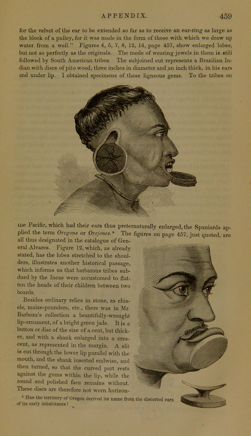 for the velvet of the ear to be extended so far as to receive an ear-ring as large as the block of a pulley, for it was made in the form of those with which we draw up water from a well.” Figures 4, 6, 7, 8, 12, 14, page 457, show enlarged lobes, but not so perfectly as the originals. The mode of wearing jewels in them is still followed by South American tribes. The subjoined cut represents a Brazilian In- dian with discs of pito wood, three inches in diameter and an inch thick, in his ears and under lip. I obtained specimens of these ligneous gems. To the tribes on me Pacific, which had their ears thus preternaturally enlarged, the Spaniards ap- plied the term Oregons or Orejones* The figures on page 457, just quoted, are all thus designated in the catalogue of Gen- _ eral Alvares. Figure 12, which, as already stated, has the lobes stretched to the shoul- ders, illustrates another historical passage, which informs us that barbarous tribes sub- dued by the Incas were accustomed to flat- ten the heads of their children between two boards. Besides ordinary relics in stone, as chis- els, maize-pounders, etc., there was in Mr. Barboza’s collection a beautifully-wrought lip-omament, of a bright green jade. It is a button or disc of the size of a cent, but thick- er, and with a shank enlarged into a cres- cent, as represented in the margin. A slit is cut through the lower lip parallel with the mouth, and the shank inserted endwise, and then turned, so that the curved part rests against the gums within the lip, while the round and polished face remains without. These discs are therefore not worn horizon- * lias the territory of Oregon derived its name flrom the distorted ears of its early inhabitants ?