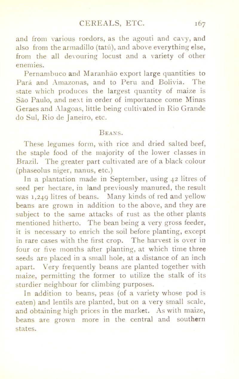 and from various roedors, as the agouti and cavy, and also from the armadillo (tatu), and above everything else, from the all de\ouring locust and a variety of other enemies. Pernambuco and Maranhao export large quantities to Para and Amazonas, and to Peru and Bolivia. The state which produces the largest quantity of maize is Sao Paulo, and next in order of importance come Minas Geraes and Alagoas, little being cultivated in Rio Grande do Sul, Rio de Janeiro, etc. Beans. These legumes form, with rice and dried salted beef, the staple food of the majority of the lower classes in Brazil. The greater part cultivated are of a black colour (phaseolus niger, nanus, etc.) In a plantation made in September, using 42 litres of seed per hectare, in land previously manured, the result was 1,249 litres of beans. Many kinds of red and yellow beans are grown in addition to the above, and they are subject to the same attacks of rust as the other plants mentioned hitherto. The bean being a very gross feeder, it is necessary to enrich the soil before planting, except in rare cases with the first crop. The harvest is over in four or five months after planting, at which time three seeds are placed in a small hole, at a distance of an inch apart. V'ery frequently beans are planted together xvith maize, permitting the former to utilize the stalk of its sturdier neighbour for climbing purposes. In addition to beans, peas (of a variety whose pod is eaten) and lentils are planted, but on a very small scale, and obtaining high prices in the market. As with maize, beans are grown more in the central and southern states.