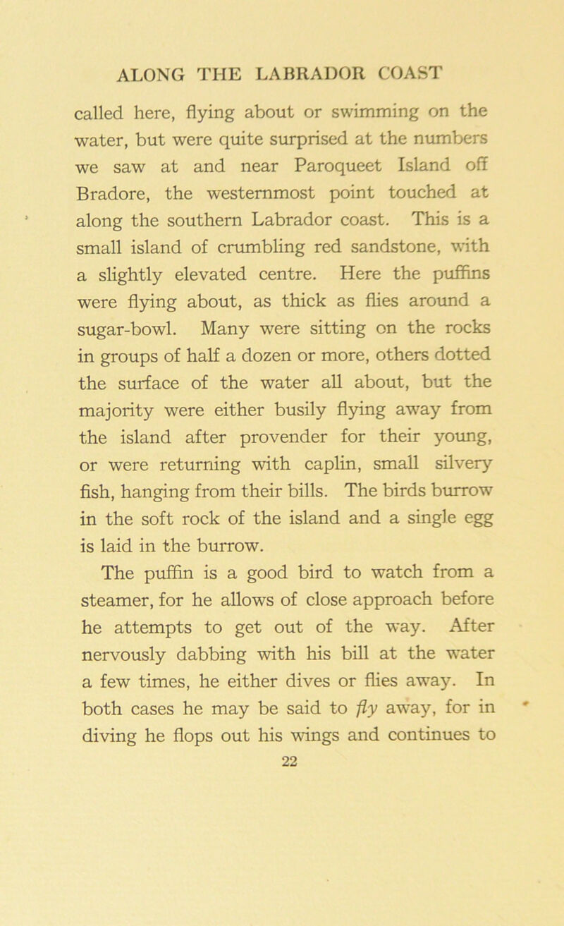 called here, flying about or swimming on the water, but were quite surprised at the numbers we saw at and near Paroqueet Island off Bradore, the westernmost point touched at along the southern Labrador coast. This is a small island of crumbling red sandstone, with a slightly elevated centre. Here the puffins were flying about, as thick as flies aroimd a sugar-bowl. Many were sitting on the rocks in groups of half a dozen or more, others dotted the surface of the water all about, but the majority were either busily flying away from the island after provender for their young, or were returning with caplin, small silvery fish, hanging from their bills. The birds burrow in the soft rock of the island and a single egg is laid in the burrow. The puffin is a good bird to watch from a steamer, for he allows of close approach before he attempts to get out of the way. After nervously dabbing with his bill at the water a few times, he either dives or flies away. In both cases he may be said to fly aw'ay, for in diving he flops out his wings and continues to