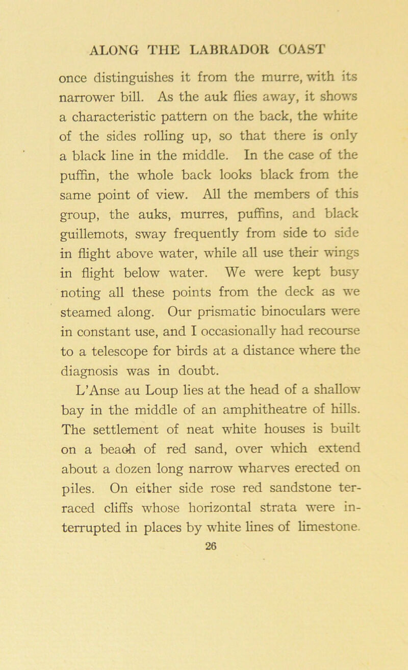 once distinguishes it from the murre, with its narrower bill. As the auk flies away, it shows a characteristic pattern on the back, the white of the sides rolling up, so that there is only a black line in the middle. In the case of the puffin, the whole back looks black from the same point of view. All the members of this group, the auks, murres, puffins, and black guillemots, sway frequently from side to side in flight above water, while all use their wings in flight below water. We were kept busy noting all these points from the deck as we steamed along. Our prismatic binoculars were in constant use, and I occasionally had recourse to a telescope for birds at a distance where the diagnosis was in doubt. L’Anse au Loup lies at the head of a shallow bay in the middle of an amphitheatre of hills. The settlement of neat white houses is built on a beaoh of red sand, over which extend about a dozen long narrow wharves erected on piles. On either side rose red sandstone ter- raced cliffs whose horizontal strata were in- terrupted in places by white lines of limestone.