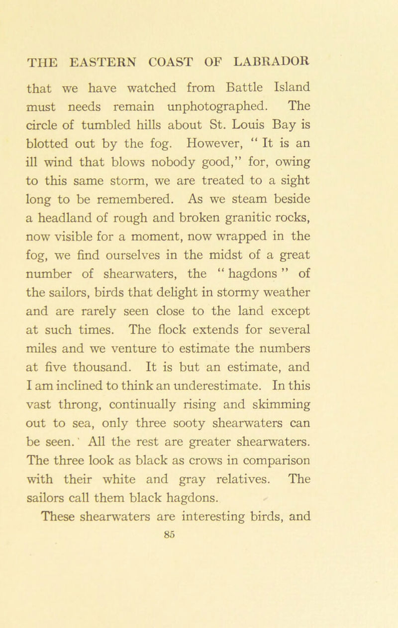 that we have watched from Battle Island must needs remain unphotographed. The circle of tumbled hills about St. Louis Bay is blotted out by the fog. However, “It is an ill wind that blows nobody good,’’ for, owing to this same storm, we are treated to a sight long to be remembered. As we steam beside a headland of rough and broken granitic rocks, now visible for a moment, now wrapped in the fog, we find ourselves in the midst of a great number of shearwaters, the “ hagdons ’’ of the sailors, birds that delight in stormy weather and are rarely seen close to the land except at such times. The flock extends for several miles and we venture to estimate the numbers at five thousand. It is but an estimate, and I am inclined to think an imderestimate. In this vast throng, continually rising and skimming out to sea, only three sooty shearwaters can be seen. ’ All the rest are greater shearwaters. The three look as black as crows in comparison with their white and gray relatives. The sailors call them black hagdons. These shearwaters are interesting birds, and