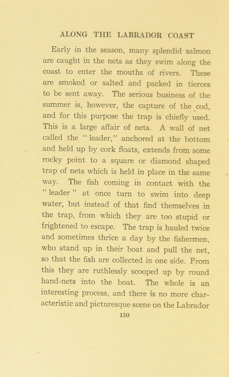 Early in the season, many splendid salmon are caught in the nets as they swim along the coast to enter the mouths of rivers. These are smoked or salted and packed in tierces to be sent away. The serious business of the summer is, however, the capture of the cod, and for this purpose the trap is chiefly used. This is a large affair of nets. A wall of net called the “ leader,” anchored at the bottom and held up by cork floats, extends from some rocky point to a square or diamond shaped trap of nets which is held in place in the same way. The fish coming in contact wdth the leader at once turn to swim into deep water, but instead of that find themselves in the trap, from which they are too stupid or frightened to escape. The trap is hauled twice and sometimes thrice a day by the fishermen, who stand up in their boat and pull the net, so that the fish are collected in one side. From this they are ruthlessly scooped up by roimd hand-nets into the boat. The whole is an interesting process, and there is no more char- acteristic and picturesque scene on the Labrador