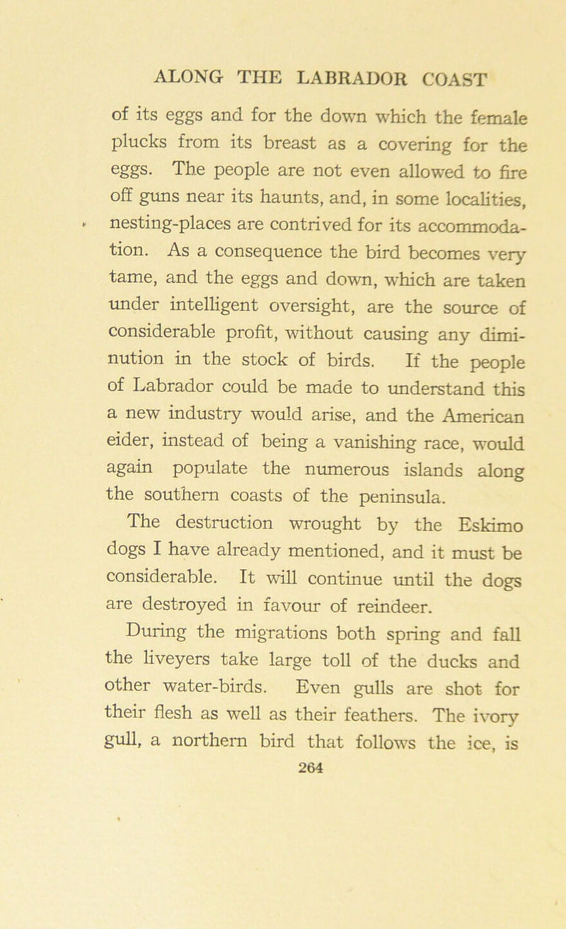 of its eggs and for the down which the female plucks from its breast as a covering for the The people are not even allowed to fire off guns near its haunts, and, in some localities, » nesting-places are contrived for its accommoda- tion. As a consequence the bird becomes very- tame, and the eggs and down, which are taken under intelligent oversight, are the source of considerable profit, without causing any dimi- nution in the stock of birds. If the people of Labrador could be made to imderstand this a new industry would arise, and the American eider, instead of being a vanishing race, would again populate the numerous islands along the southern coasts of the peninsula. The destruction wrought by the Eskimo dogs I have already mentioned, and it must be considerable. It will continue until the dogs are destroyed in favour of reindeer. During the migrations both spring and fall the liveyers take large toll of the ducks and other water-birds. Even gulls are shot for their flesh as well as their feathers. The ivory gull, a northern bird that follows the ice, is