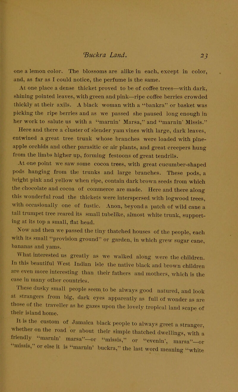 one a lemon color. The blossoms are alike in each, except in color, and, as far as I could notice, the perfume is the same. At one place a dense thicket proved to be of coffee trees—with dark, shining pointed leaves, with green and pink—ripe coffee berries crowded thickly at their axils. A black woman with a “bankra” or basket was picking the ripe berries and as we passed she paused long enough in her work to salute us with a “maimin' Marsa,” and “maimin' Missis.” Here and there a cluster of slender yam vines with large, dark leaves, entwined a great tree trunk whose branches were loaded with pine- apple orchids and other parasitic or air plants, and great creepers hung from the limbs higher up, forming festoons of great tendrils. At one point we saw some cocoa trees, with great cucumber-shaped pods hanging from the trunks and large branches. These pods, a bright pink and yellow when ripe, contain dark brown seeds from which the chocolate and cocoa of commerce are made. Here and there alon°- this wonderful road the thickets were interspersed with logwood trees, with occasionally one of fustic. Anon, beyond a patch of wild cane a tall trumpet tree reared its small tubelike, almost white trunk, support- ing at its top a small, flat head. N ow and then we passed the tiny thatched houses of the people, each with its small “provision ground” or garden, in which grew sugar cane, bananas and yams. W hat interested us greatly as we walked along were the children. In this beautiful West Indian isle the native black and brown children are even more interesting than their fathers and mothers, which is the case in many other countries. 1 hese dusky small people seem, to be always good natured, and look at strangers from big, dark eyes apparently as full of wonder as are those of the traveller as he gazes upon the lovely tropical land scape of their island home. It is the custom of Jamaica black people to always greet a stranger, whether on the road or about their simple thatched dwellings, with a friendly “maimin’ marsa”-or “missis,” or “evenin', marsa'-or “missis,” or else it is “maimin’ buckra,” the last word meaning “white