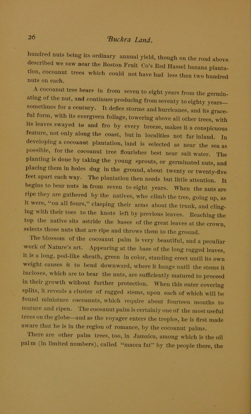 hundred nuts being its ordinary annual yield, though on the road above described we saw near the Boston Fruit Co’s Red Hassel banana planta- tion, cocoanut trees which could not have had less than two hundred nuts on each. A cocoanut tree bears in from seven to eight years from the germin- ating of the nut, and continues producing from seventy to eighty years— sometimes for a century. It defies storms and hurricanes, and its grace- ful form, with its evergreen foliage, towering above all other trees, with its leaves swayed to and fro by every breeze, makes it a conspicuous feature, not only along the coast, but in localities not far inland. In developing a cocoanut plantation, land is selected as near the sea as possible, for the cocoanut tree flourishes best near saltwater. The planting is done by taking the young sprouts, or germinated nuts, and placing them in holes dug in the ground, about twenty or twenty-five feet apart each way. The plantation then needs but little attention. It begins to bear nuts in from seven to eight years. When the nuts are ripe they are gathered by the natives, who climb the tree, going up, as it were, uon all fours,” clasping their arms about the trunk, and cling- ing with their toes to the knots left by previous leaves. Reaching the top the native sits astride the bases of the great leaves at the crown, selects those nuts that are ripe and throws them to the ground. The blossom of the cocoanut palm is very beautiful, and a peculiar work of Nature's art. Appearing at the base of the loug ragged leaves, it is a long, pod-like sheath, green in color, standing erect until its own weight causes it to bend downward, where it hangs until the stems it incloses, which are to bear the nuts, are sufficiently matured to proceed in their growth without further protection. When this outer covering splits, it. reveals a cluster of ragged stems, upon each of which will be found miniature eocoanuts, which require about fourteen months to mature and ripen. The cocoanut palm is certainly one of the most useful trees on the globe—and as the voyager enters the tropics, he is first made aware that he is in the region of romance, by the cocoanut palms. There are other palm trees, too, in Jamaica, among which is the oil palm (in limited numbers), called “macea fat by the people there, the
