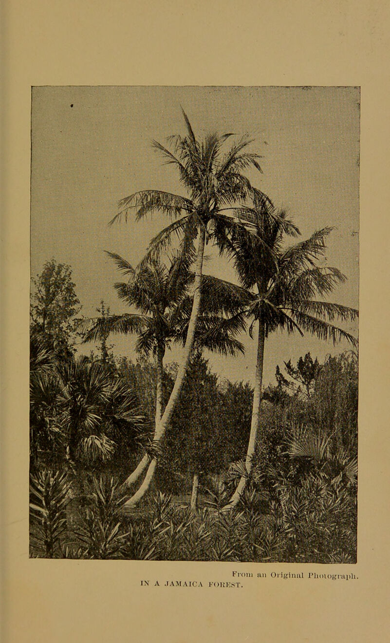 From an Original Photograph. IN A JAMAICA FOREST.