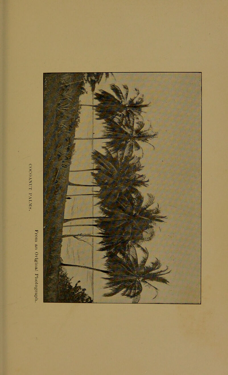 From an Original Photograph.
