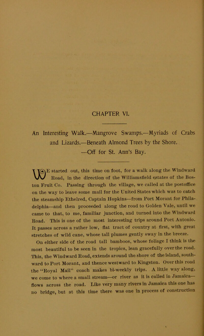 An Interesting Walk.—Mangrove Swamps.—Myriads of Crabs and Lizards.—Beneath Almond Trees by the Shore. —Off for St. Ann’s Bay. E started out, this time on toot, for a walk along the Windward Road, in the direction of the Williamstield estates of the Bos- ton Fruit Co. Passing through the village, we called at the postoffice on the way to leave some mail for the United States which was to catch the steamship Ethelred, Captain Hopkins—from Port Morant for Phila- delphia—and then proceeded along the road to Golden Yale, until we came to that, to me, familiar junction, and turned into the Windward Road. This is one of the most interesting trips around Port Antonio. It passes across a rather low, flat tract of country at first, with great stretches of wild cane, whose tall plumes gently sway in the breeze. On either side of the road tall bamboos, whose foliage I think is the most beautiful to be seen in the tropics, lean gracefully over the road. This, the Windward Road, extends around the shore of the island, south- ward to Port Morant, and thence westward to Kingston. Over this road the “Royal Mail” coach makes bi-weekly trips. A little way along, we come to where a small stream—or river as it is called in Jamaica flows across the road. Like very many rivers in Jamaica this one has no bridge, but at this time there was one in process of construction