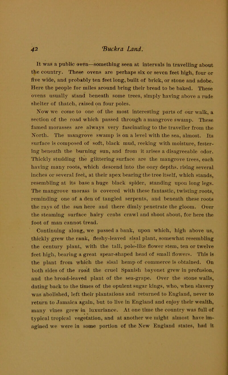 It was a public oven—something seen at intervals in travelling about the country. These ovens are perhaps six or seven feet high, four or five wide, and probably ten feet long, built of brick, or stone and adobe. Here the people for miles around bring their bread to be baked. These ovens usually stand beneath some trees, simply having above a rude shelter of thatch, raised on four poles. Now we come to one of the most interesting parts of our walk, a section of the road which passed through a mangrove swamp. These famed morasses are always very fascinating to the traveller from the North. The mangrove swamp is on a level with the sea, almost. Its surface is composed of soft, black mud, reeking with moisture, fester- ing beneath the burning sun, and from it arises a disagreeable odor. Thickly studding the glittering surface are the mangrove trees, each having many roots, which descend into the oozy depths, rising several inches or several feet, at their apex bearing the tree itself, which stands, resembling at its base a huge black spider, standing upon long legs. The mangrove morass is covered with these fantastic, twisting roots, reminding one of a den of tangled serpents, and beneath these roots the rays of the sun here and there dimly penetrate the gloom. Over the steaming surface hairy crabs crawl and shoot about, for here the foot of man cannot tread. Continuing along, we passed a bank, upon which, high above us, thickly grew the rank, fleshy-leaved sisal plant, somewhat resembling the century plant, with the tall, pole-lilce flower stem, ten or twelve feet high, bearing a great spear-shaped head of small flowers. This is the plant from which the sisal hemp of commerce is obtained. On both sides of the road the cruel Spanish bayonet grew in profusion, and the broad-leaved plant of the sea-grape. Over the stone walls, dating back to the times of the opulent sugar kings, who, when slavery was abolished, left their plantations and returned to England, never to return to Jamaica again, but to live in England and enjoy their wealth, many vines grew in luxuriance. At one time the country was full of typical tropical vegetation, and at another we might almost have im- agined we were in some portion of the New England states, had it
