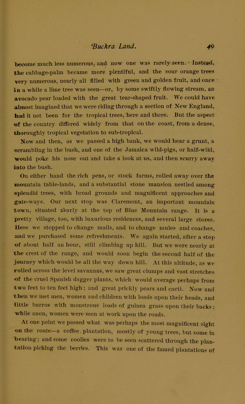 become much less numerous, and now one was rarely seen. Instead, the cabbage-palm became more plentiful, and the sour orange trees very numerous, nearly all filled with green and golden fruit, and once in a while a lime tree was seen—or, by some swiftly flowing stream, an avocado pear loaded with the great tear-shaped fruit. We could have almost imagined that we were riding through a section of New England, had it not been for the tropical trees, here and there. But the aspect of the country differed widely from that on the coast, from a dense, thoroughly tropical vegetation to sub-tropical. Now and then, as we passed a high bank, we would hear a grunt, a scrambling in the bush, and one of the Jamaica wild-pigs, or half-wild, would poke his nose out and take a look at us, and then scurry away into the bush. On either hand the rich pens, or stock farms, rolled away over the mountain table-lands, and a substantial stone mansion nestled among splendid trees, with broad grounds and magnificent approaches and gate-ways. Our next stop was Claremont, an important mountain town, situated n'early at the top of Blue Mountain range. It is a pretty village, too, with luxurious residences, and several large stores. Here we stopped to change mails, and to change mules and coaches, and we purchased some refreshments. We again started, after a stop of about half an hour, still climbing up hill. But we were nearly at the crest of the range, and would soon begin the second half of the journey which would be all the way down hill. At this altitude, as we rolled across the level savannas, we saw great clumps and vast stretches of the cruel Spanish dagger plants, which would average perhaps from two feet to ten feet high; and great prickly pears and cacti. Now and then we met men, women and children with loads upon their heads, and little burros with monstrous loads of guinea grass upon their backs ; while anon, women were seen at work upon the roads. At one point we passed what was perhaps the most magnificent sight on the route—a coflee. plantation, mostly of young trees, but some in bearing; and some coolies were to be seen scattered through the plan- tation picking the berries. This was one of the famed plantations of