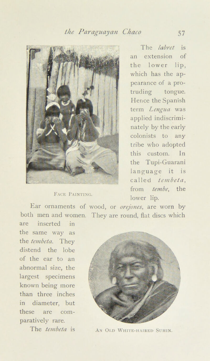 The labret is an extension of the lower lip, which has the ap- pearance of a pro- truding tongue. Hence the Spanish term Lengua was applied indiscrimi- nately by the early colonists to any tribe who adopted this custom. in the Tupi-Guarani language it is called tembeta, from tembe, the lower lip. Ear ornaments of wood, or orejones, are worn by both men and women. They are round, flat discs which are inserted in the same way as the tembeta. They distend the lobe of the ear to an abnormal size, the largest specimens known being more than three inches in diameter, but these are com- paratively rare. The tembeta is An Oi.n White-haired Suhin. Face Painting.