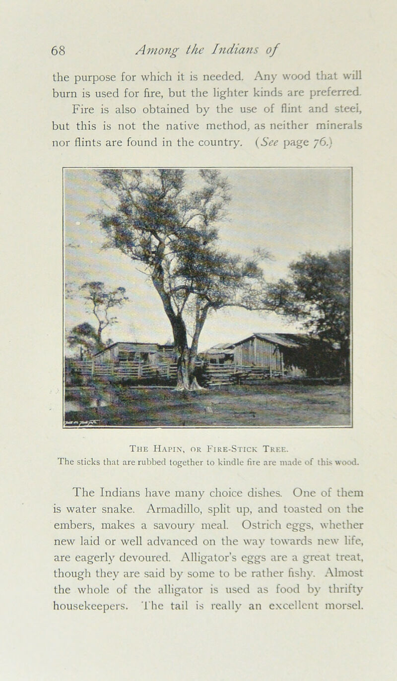 the purpose for which it is needed. Any wood that will burn is used for fire, but the lighter kinds are preferred. Fire is also obtained by the use of flint and steel, but this is not the native method, as neither minerals nor flints are found in the country. (See page 76.) The Hapin, or Fire-Stick Tree. The sticks that are rubbed together to kindle fire are made of this wood. The Indians have many choice dishes. One of them is water snake. Armadillo, split up, and toasted on the embers, makes a savoury meal. Ostrich eggs, whether new laid or well advanced on the way towards new life, are eagerly devoured. Alligator’s eggs are a great treat, though they are said by some to be rather fishy. Almost the whole of the alligator is used as food by thrifty housekeepers. The tail is really an excellent morsel.