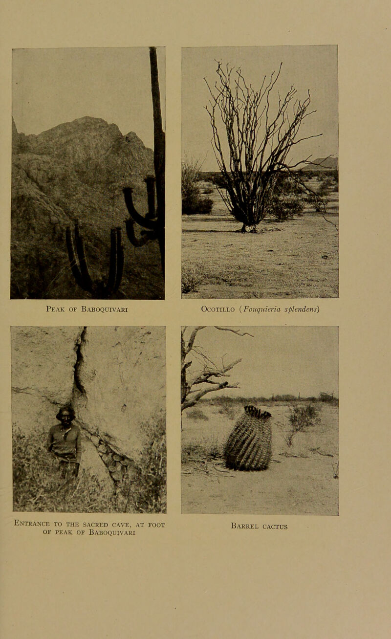Peak of Baboquivari Ocotillo (Fouquieria splendens) Entrance to the sacred cave, at foot OF PEAK OF BaBOQUIVARI Barrel cactus