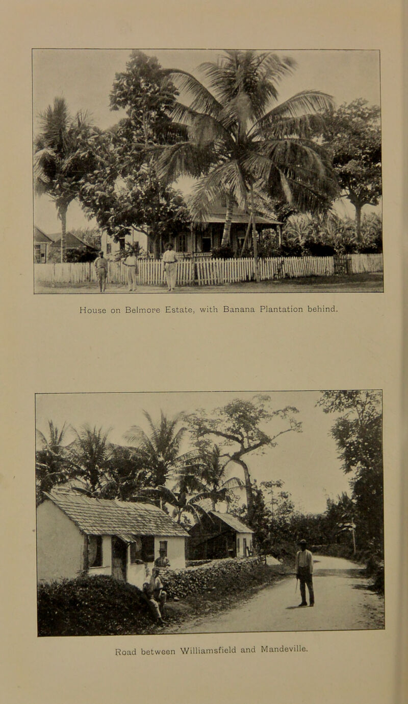 House on Belmore Estate, with Banana Plantation behind. Road between Williamsfield and Mandeville.