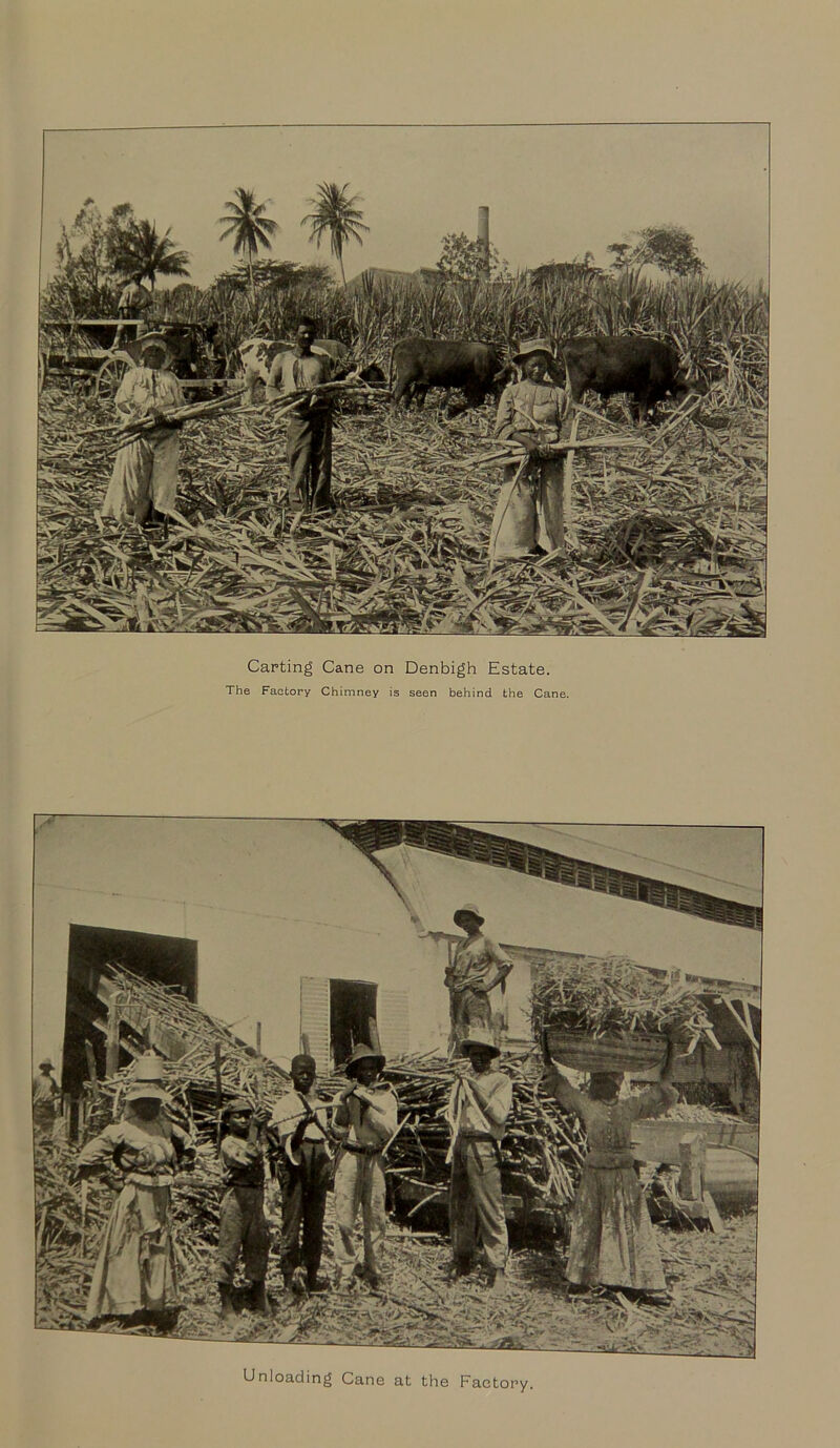 Carting Cane on Denbigh Estate. The Factory Chimney is seen behind the Cane. Unloading Cane at the Factory.