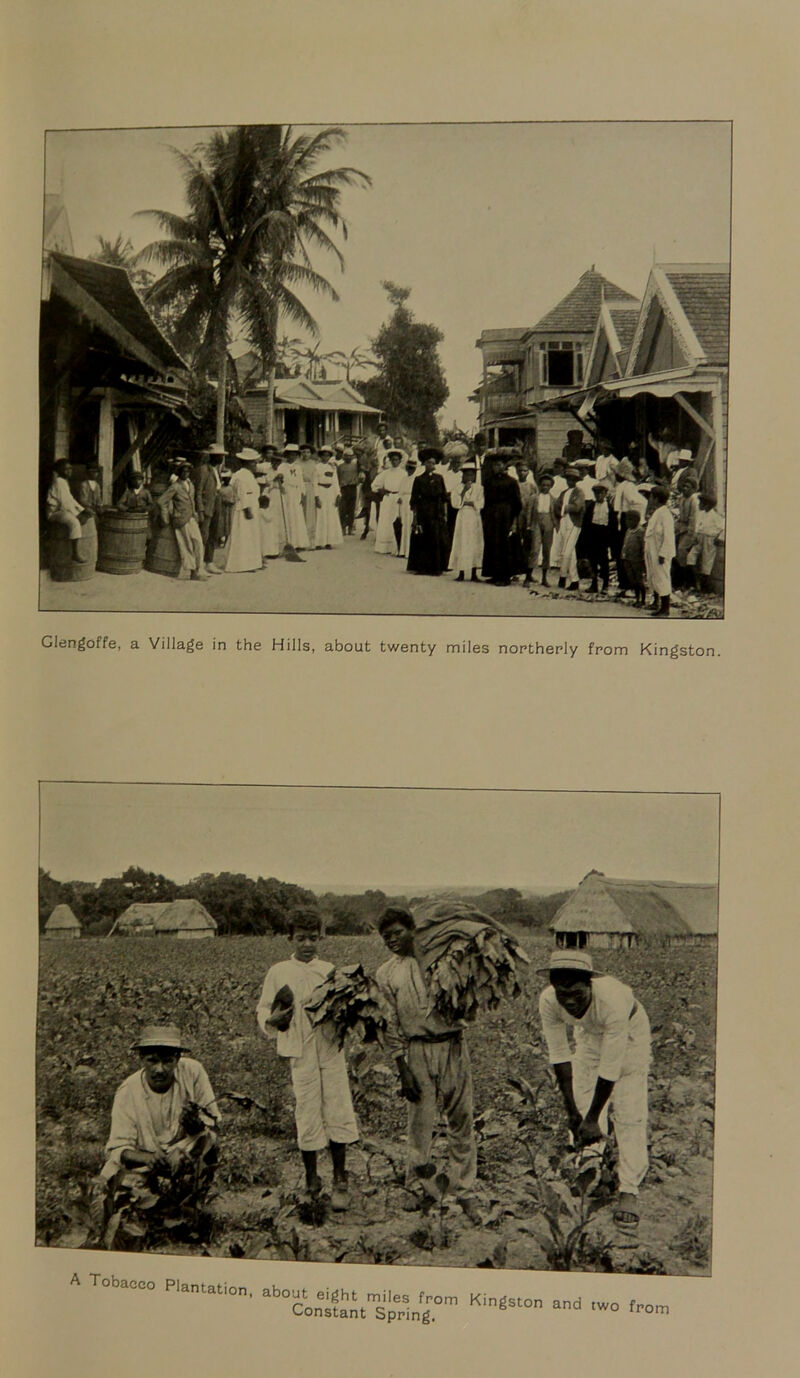 A Tobacco Plantation, about, ciSht^l.sJJom Kingston and ,wo fr