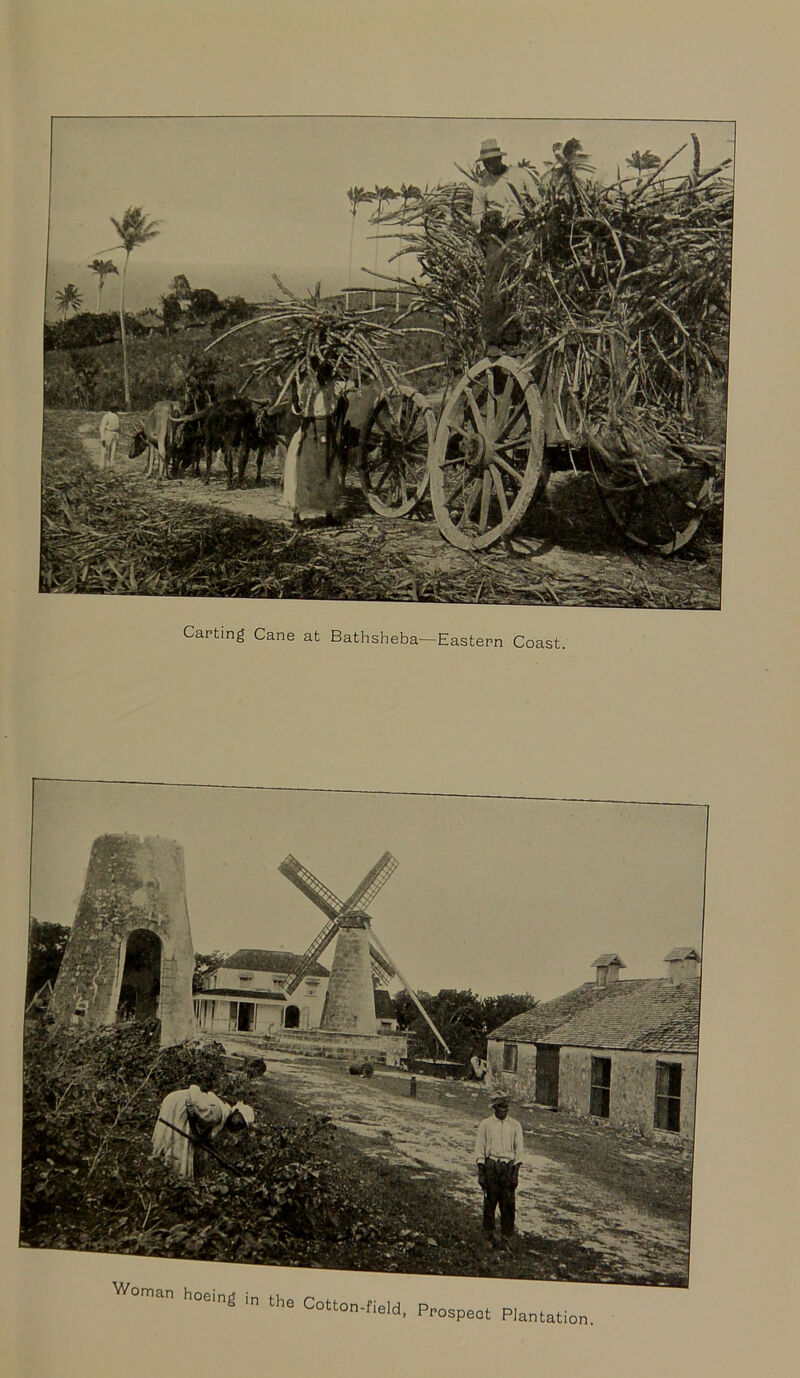Carting Cane at Bathsheba— Eastern Coast. Worn h“in| in th8 C°‘*°n-«cld, Prospect Plantation.