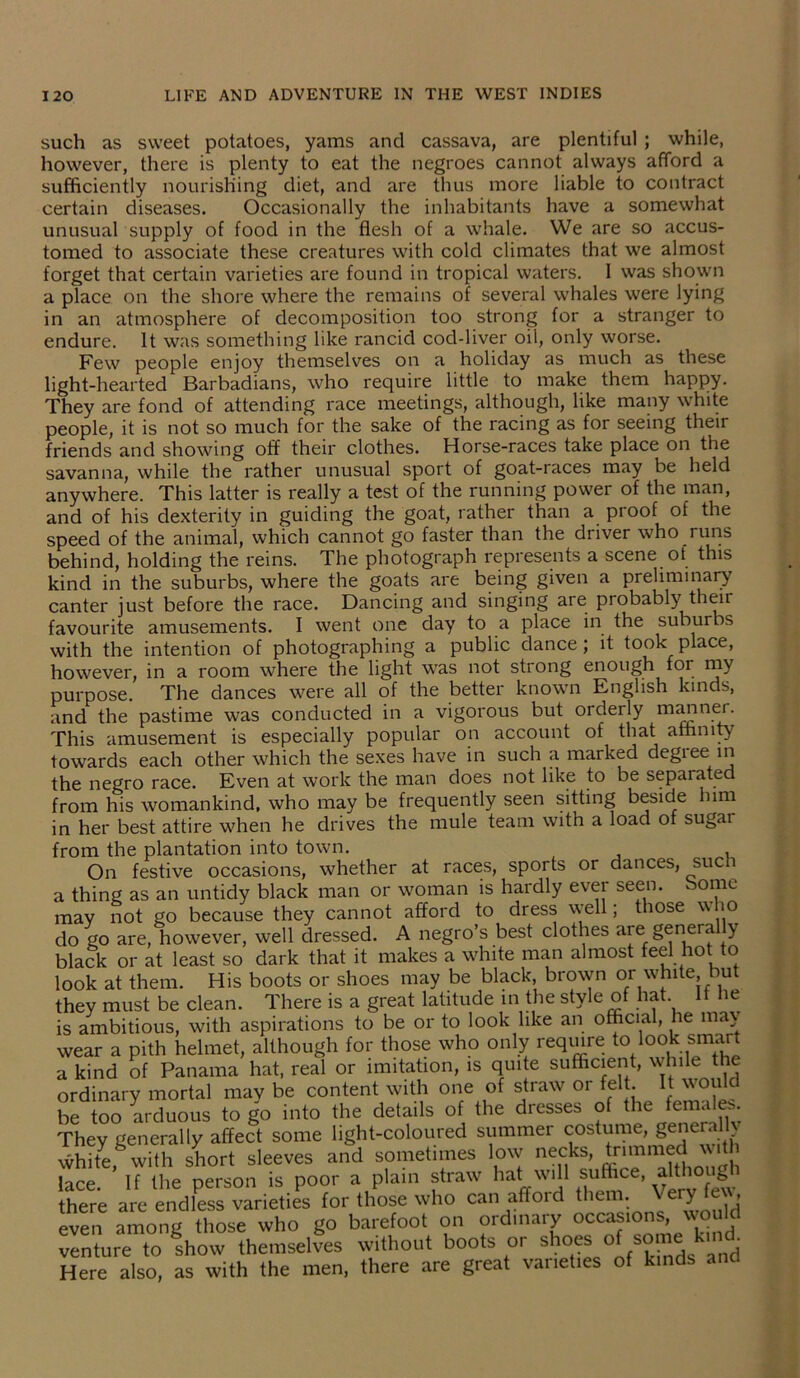 such as sweet potatoes, yams and cassava, are plentiful ; while, however, there is plenty to eat the negroes cannot always afford a sufficiently nourishing diet, and are thus more liable to contract certain diseases. Occasionally the inhabitants have a somewhat unusual supply of food in the flesh of a whale. We are so accus- tomed to associate these creatures with cold climates that we almost forget that certain varieties are found in tropical waters. I was shown a place on the shore where the remains of several whales were lying in an atmosphere of decomposition too strong for a stranger to endure. It was something like rancid cod-liver oil, only worse. Few people enjoy themselves on a holiday as much as these light-hearted Barbadians, who require little to make them happy. They are fond of attending race meetings, although, like many white people, it is not so much for the sake of the racing as for seeing their friends and showing off their clothes. Horse-races take place on the savanna, while the rather unusual sport of goat-races may be held anywhere. This latter is really a test of the running power of the man, and of his dexterity in guiding the goat, rather than a proof of the speed of the animal, which cannot go faster than the driver who runs behind, holding the reins. The photograph represents a scene of this kind in the suburbs, where the goats are being given a preliminary canter just before the race. Dancing and singing are probably then favourite amusements. I went one day to a place in the suburbs with the intention of photographing a public dance; it took place, however, in a room where the light was not stiong enough for my purpose. The dances were all of the better known English kinds, and the pastime was conducted in a vigorous but orderly manner. This amusement is especially popular on account of that affinity7 towards each other which the sexes have in such a marked degiee in the negro race. Even at work the man does not like to be separated from his womankind, who may be frequently seen sitting beside him in her best attire when he drives the mule team with a load of sugai from the plantation into town. On festive occasions, whether at races, sports or dances, such a thing as an untidy black man or woman is hardly ever seen, borne may not go because they cannot afford to dress well; those who do go are, however, well dressed. A negro’s best clothes are genera y black or at least so dark that it makes a white man almost feel hot to look at them. His boots or shoes may be black, brown or white, but they must be clean. There is a great latitude in the style of hat. It he is ambitious, with aspirations to be or to look like an official, he may wear a pith helmet, although for those who only require to look smart a kind of Panama hat, real or imitation, is quite sufficient, while the ordinary mortal may be content with one of straw or felt. It would be too arduous to go into the details of the dresses of the females They generally affect some light-coloured summer costume, general^ white with short sleeves and sometimes low necks, trimmed \\\ih lace. If the person is poor a plain straw hat will suffice, ^thoL^ there are endless varieties for those who can afford them. Very fe\\, even among those who go barefoot on ordinary occasions, would venture to show themselves without boots or shoes of some kind Here also, as with the men, there are great varieties of kinds and