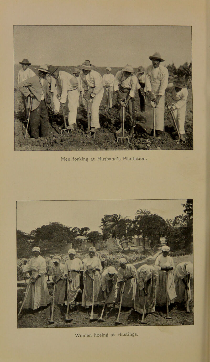 Men forking at Husband’s Plantation. Women hoeing at Hastings.