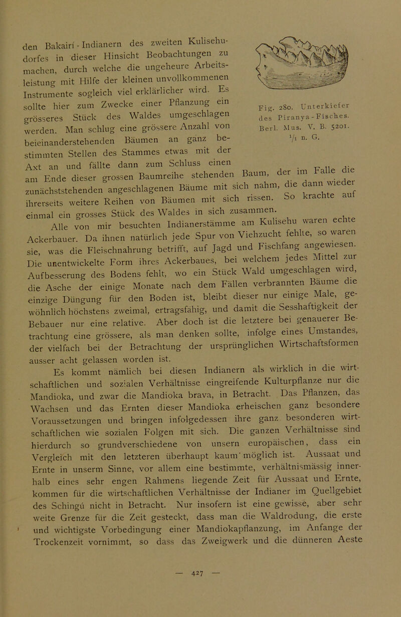 Fig. 280. Unterkiefer des Piranya - Fisches. Beil. Mus. V. B. 5201. 7i n. G. den Bakairf - Indianern des zweiten Kulisehu- dorfes in dieser Hinsicht Beobachtungen zu machen, durch welche die ungeheure Arbeits- leistung mit Hilfe der kleinen unvollkommenen Instrumente sogleich viel erklärlicher wird. Es sollte hier zum Zwecke einer Pflanzung ein grösseres Stück des Waldes umgeschlagen werden. Man schlug eine grössere Anzahl von beieinanderstehenden Bäumen an ganz be- stimmten Stellen des Stammes etwas mit der Axt an und fällte dann zum Schluss einen . am Ende dieser grossen Baumreihe stehenden Baum, er im zunächststehenden angeschlagenen Bäume mit sich nahm, 1 ihrerseits weitere Reihen von Bäumen mit sich rissen. So krachte einmal ein grosses Stück des Waldes in sich zusammen. Alle von mir besuchten Indianerstämme am Kulisehu waren echte Ackerbauer. Da ihnen natürlich jede Spur von Viehzucht fehlte, so waren sie, was die Fleischnahrung betrifft, auf Jagd und Fischfang angewiesen. Die unentwickelte Form ihres Ackerbaues, bei welchem jedes Mitte zur Aufbesserung des Bodens fehlt, wo ein Stück Wald umgeschlagen wird, die Asche der einige Monate nach dem Fällen verbrannten Baume die einzige Düngung für den Boden ist, bleibt dieser nur einige Male, ge- wöhnlich höchstens zweimal, ertragfähig, und damit die Sesshaftigkeit der Bebauer nur eine relative. Aber doch ist die letztere bei genauerer Be- trachtung eine grössere, als man denken sollte, infolge eines Umstandes, der vielfach bei der Betrachtung der ursprünglichen Wirtschaftsformen ausser acht gelassen worden ist. Es kommt nämlich bei diesen Indianern als wirklich in die wirt- schaftlichen und sozialen Verhältnisse eingreifende Kulturpflanze nur die Mandioka, und zwar die Mandioka brava, in Betracht. Das Pflanzen, das Wachsen und das Ernten dieser Mandioka erheischen ganz besondere Voraussetzungen und bringen infolgedessen ihre ganz besondeien wirt- schaftlichen wie sozialen P'olgen mit sich. Die ganzen Verhältnisse sind hierdurch so grundverschiedene von unsern europäischen, dass ein Vergleich mit den letzteren überhaupt kaum'möglich ist. Aussaat und Ernte in unserm Sinne, vor allem eine bestimmte, verhältnismässig inner- halb eines sehr engen Rahmens liegende Zeit für Aussaat und Ernte, kommen für die wirtschaftlichen Verhältnisse der Indianer im Ouellgebiet des Schingü nicht in Betracht. Nur insofern ist eine gewisse, aber sehr weite Grenze für die Zeit gesteckt, dass man die Waldrodung, die erste und wichtigste Vorbedingung einer Mandiokapflanzung, im Anfänge der Trockenzeit vornimmt, so dass das Zweigwerk und die dünneren Aeste