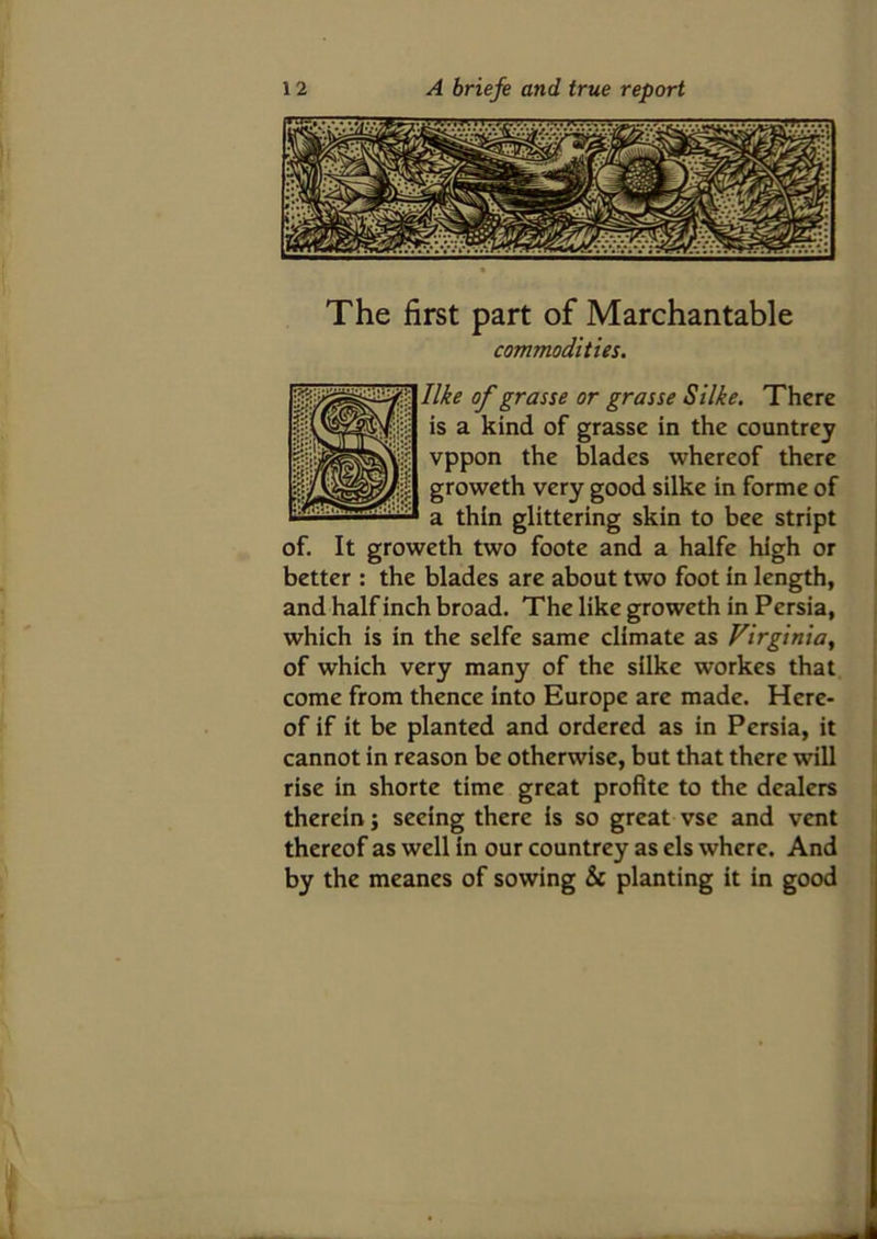 The first part of Marchantable commodities. like of grasse or grasse Silke. There is a kind of grasse in the countrey vppon the blades whereof there groweth very good silke in forme of a thin glittering skin to bee stript of. It groweth two foote and a halfe high or better : the blades are about two foot in length, and half inch broad. The like groweth in Persia, which is in the selfe same climate as Virginia, of which very many of the silke workes that come from thence into Europe are made. Here- of if it be planted and ordered as in Persia, it cannot in reason be otherwise, but that there will rise in shorte time great profite to the dealers therein; seeing there is so great vse and vent thereof as well in our countrey as els where. And by the meanes of sowing & planting it in good
