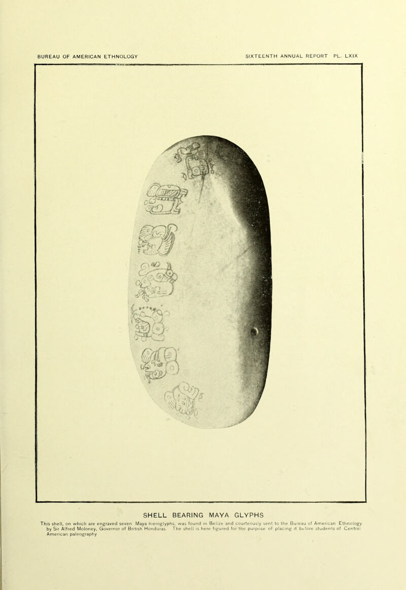 SHELL BEARING MAYA GLYPHS This shell, on which are engraved seven Maya hieroglyphs, was found \t\ Belize and courteously sent to the Bureau of American Ethnology by Sir Alfred Moloney, Governor of British Honduras. The shell is here figured for the purpose of placing it btfore students of Central American paleography