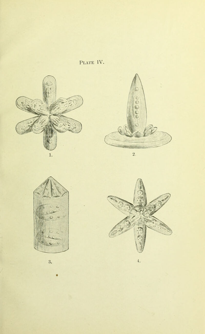 Plate IV t