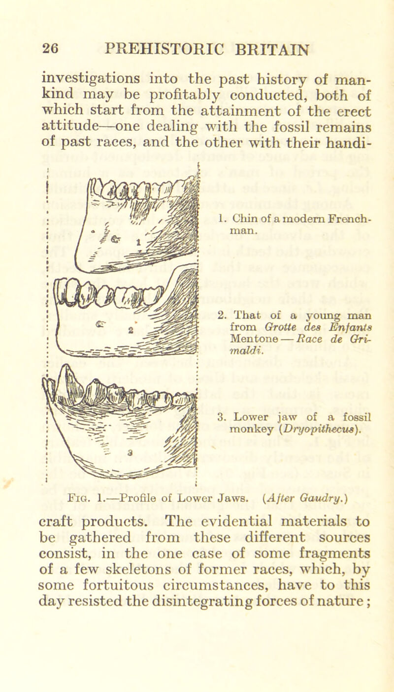 investigations into the past history of man- kind may be profitably conducted, both of which start from the attainment of the erect attitude—one dealing with the fossil remains of past races, and the other with their handi- 1. Chin of a modem French- man. 2. That of a young man from Grotte dea EnfarUa Mentone — JR ace de Gri- maldi. 3. Lower jaw of a fossil monkey (Dryopitheeua). Fig. 1.—Profile of Lower Jaws. (After Gaudry.) craft products. The evidential materials to be gathered from these different sources consist, in the one case of some fragments of a few skeletons of former races, which, by some fortuitous circumstances, have to this day resisted the disintegrating forces of nature;