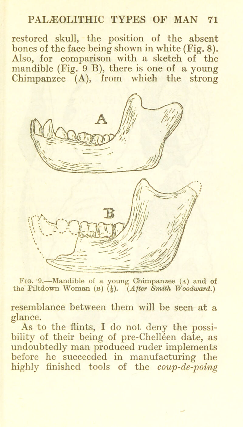 restored skull, the position of the absent bones of the face being shown in white (Fig. 8). Also, for comparison with a sketch of the mandible (Fig. 9 B), there is one of a young Chimpanzee (A), from which the strong Fig. 9.—Mandible of a young Chimpanzee (a) and of the Piltdown Woman (b) (|). (After Smith Woodward.) resemblance between them will be seen at a glance. As to the flints, I do not deny the possi- bility of their being of pre-Chelleen date, as undoubtedly man produced ruder implements before he succeeded in manufacturing the highly finished tools of the coup-de-poing